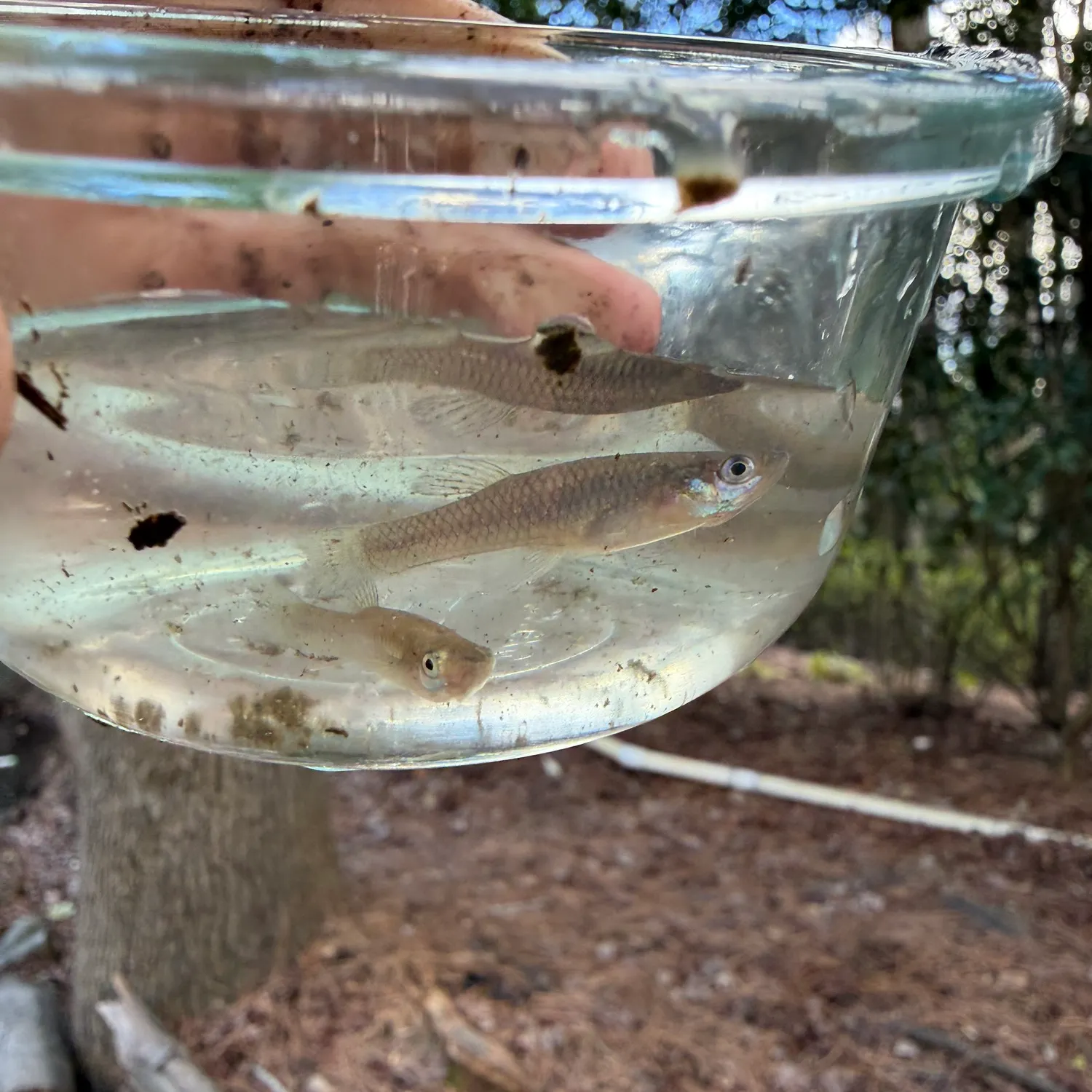 The most recent Eastern mosquitofish catches on Fishbrain