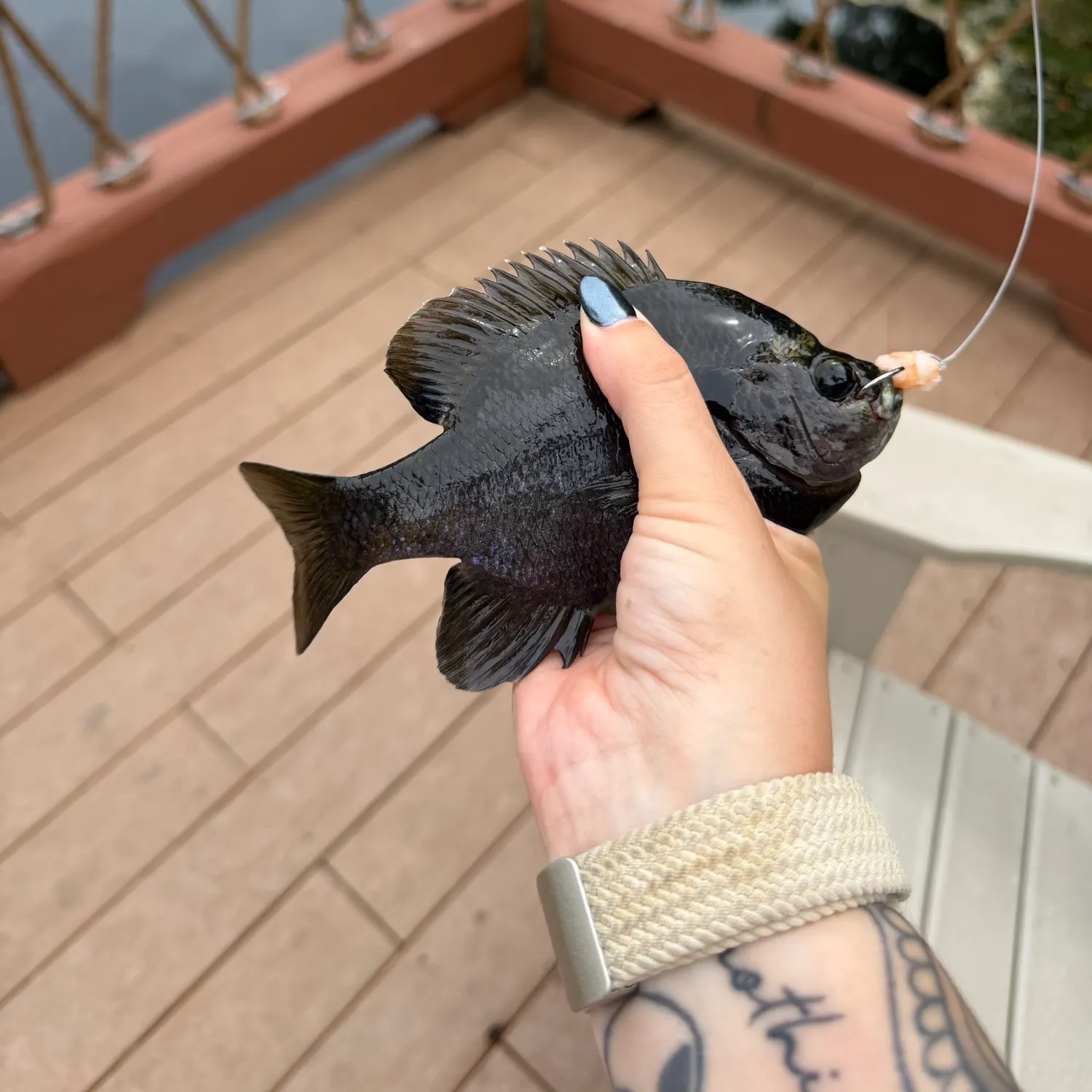 recently logged catches