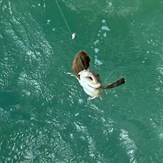 The most recent Striped searobin catches on Fishbrain