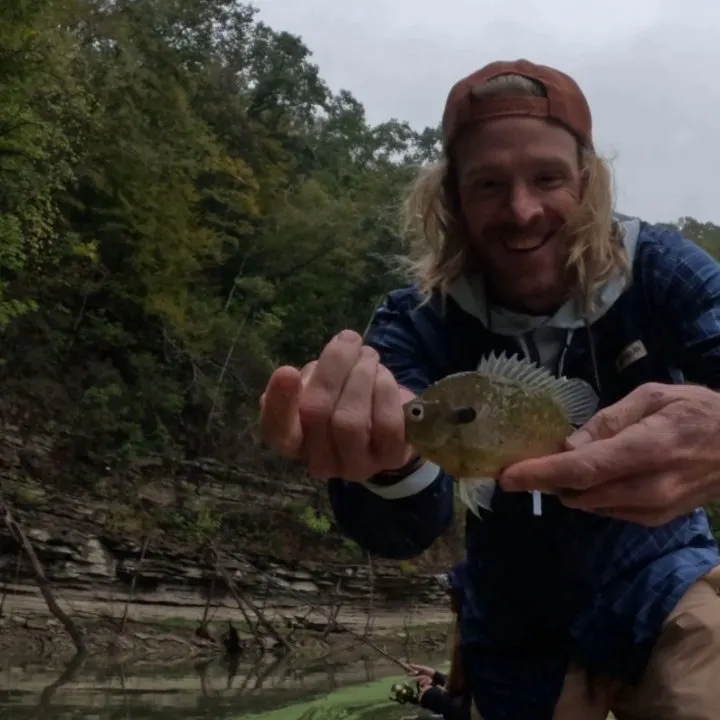 Bluegill caught on Fishbrain