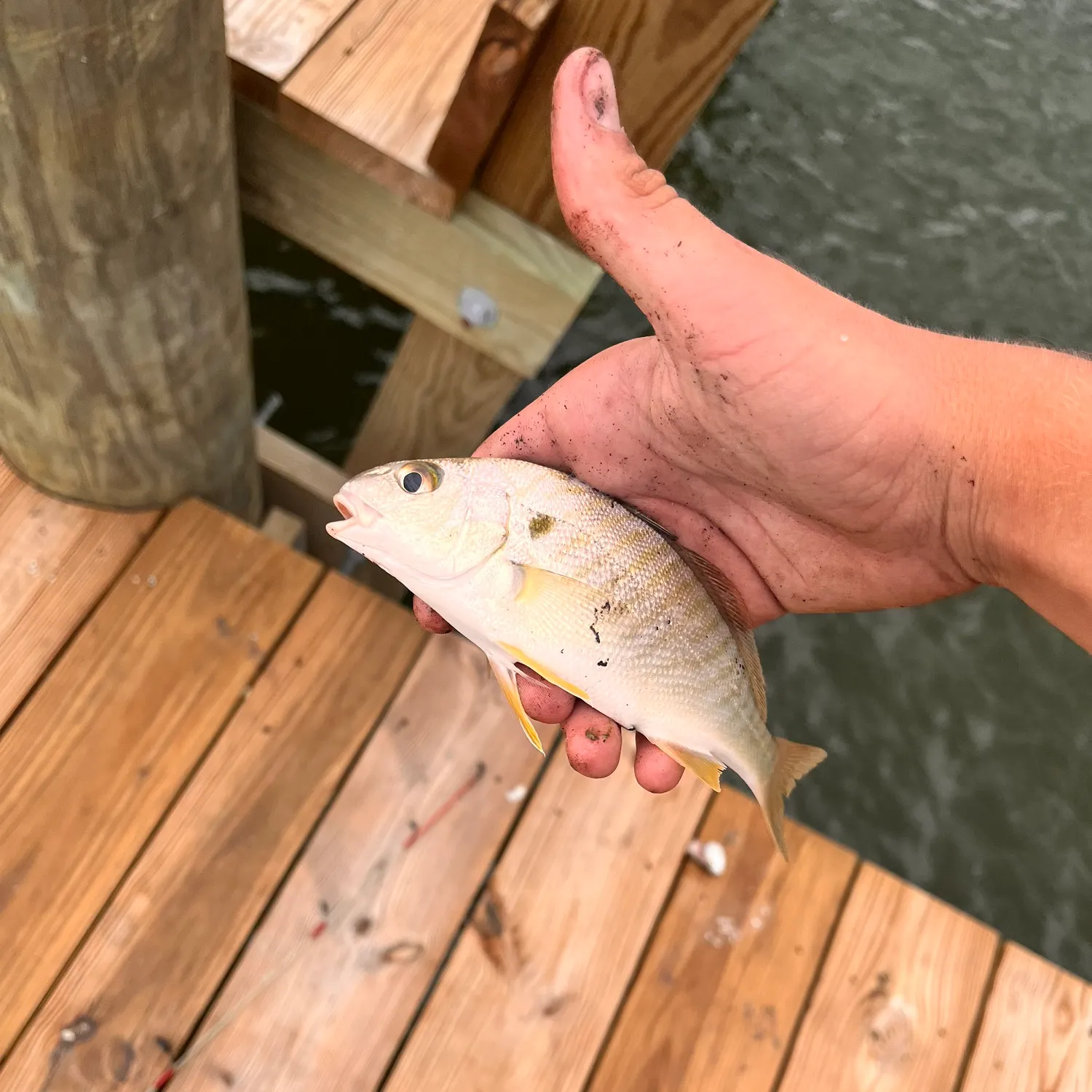 Spot croaker caught on Fishbrain