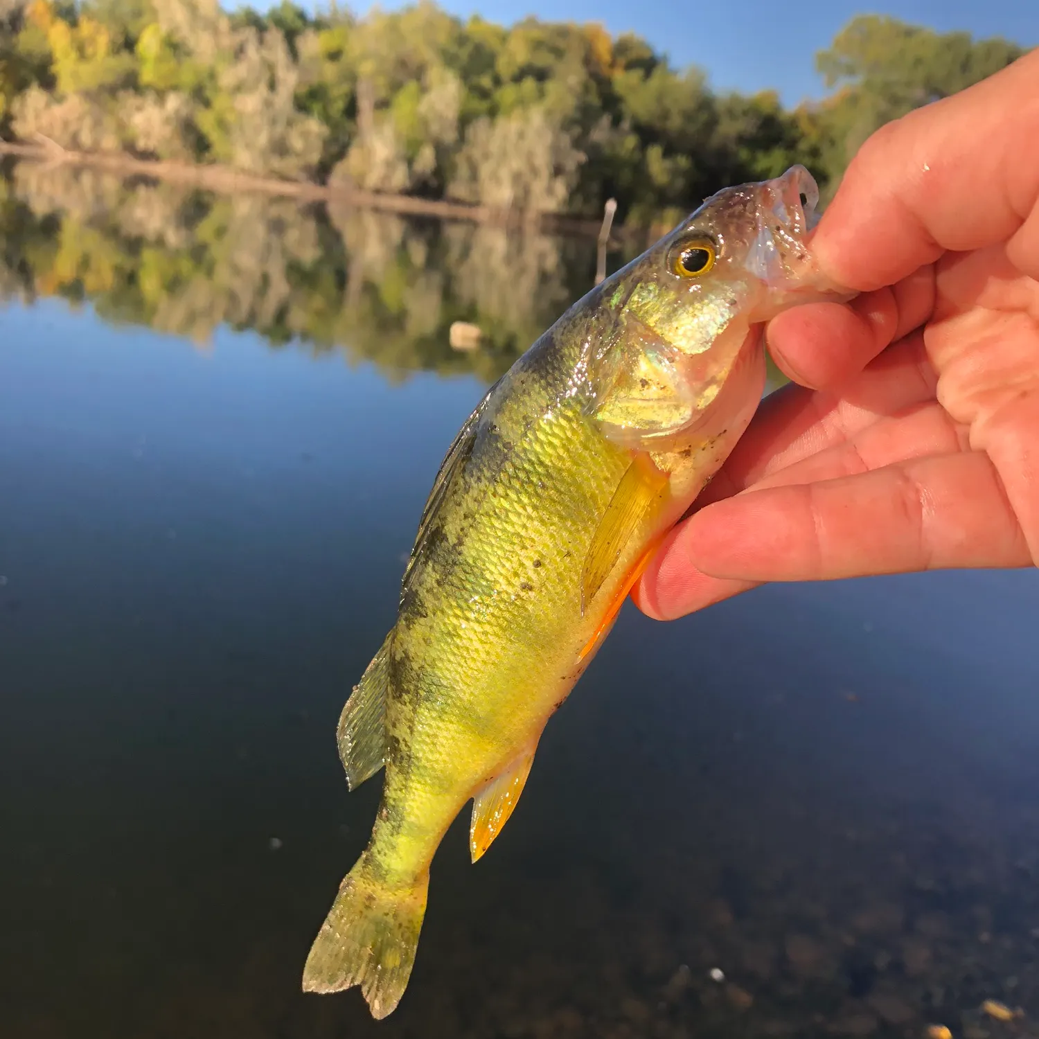 Yellow perch caught on Fishbrain