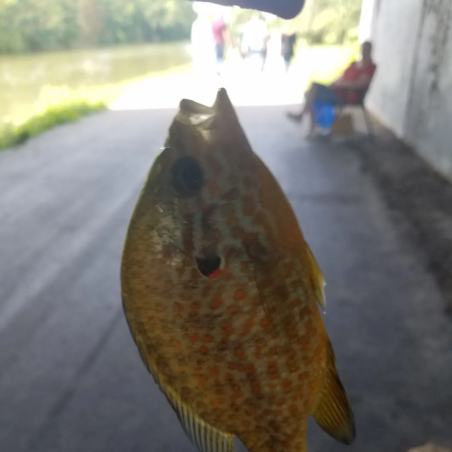 Pumpkinseed caught on Fishbrain