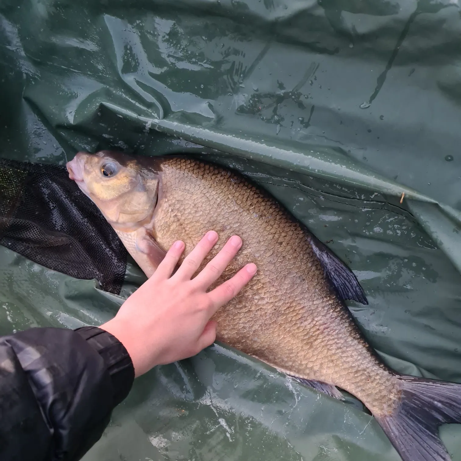 The most recent Common bream catches on Fishbrain
