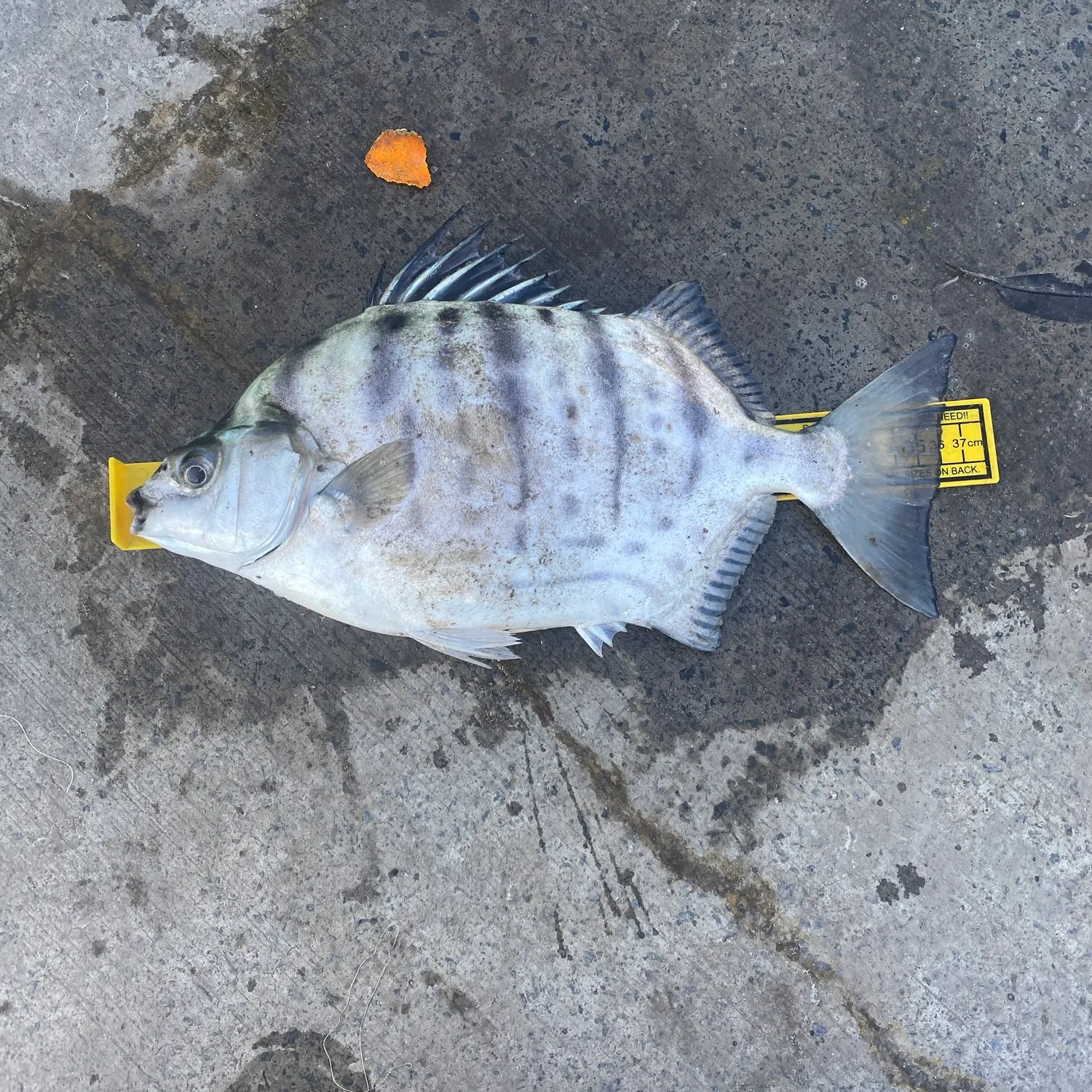 The most recent Spotbanded scat catches on Fishbrain