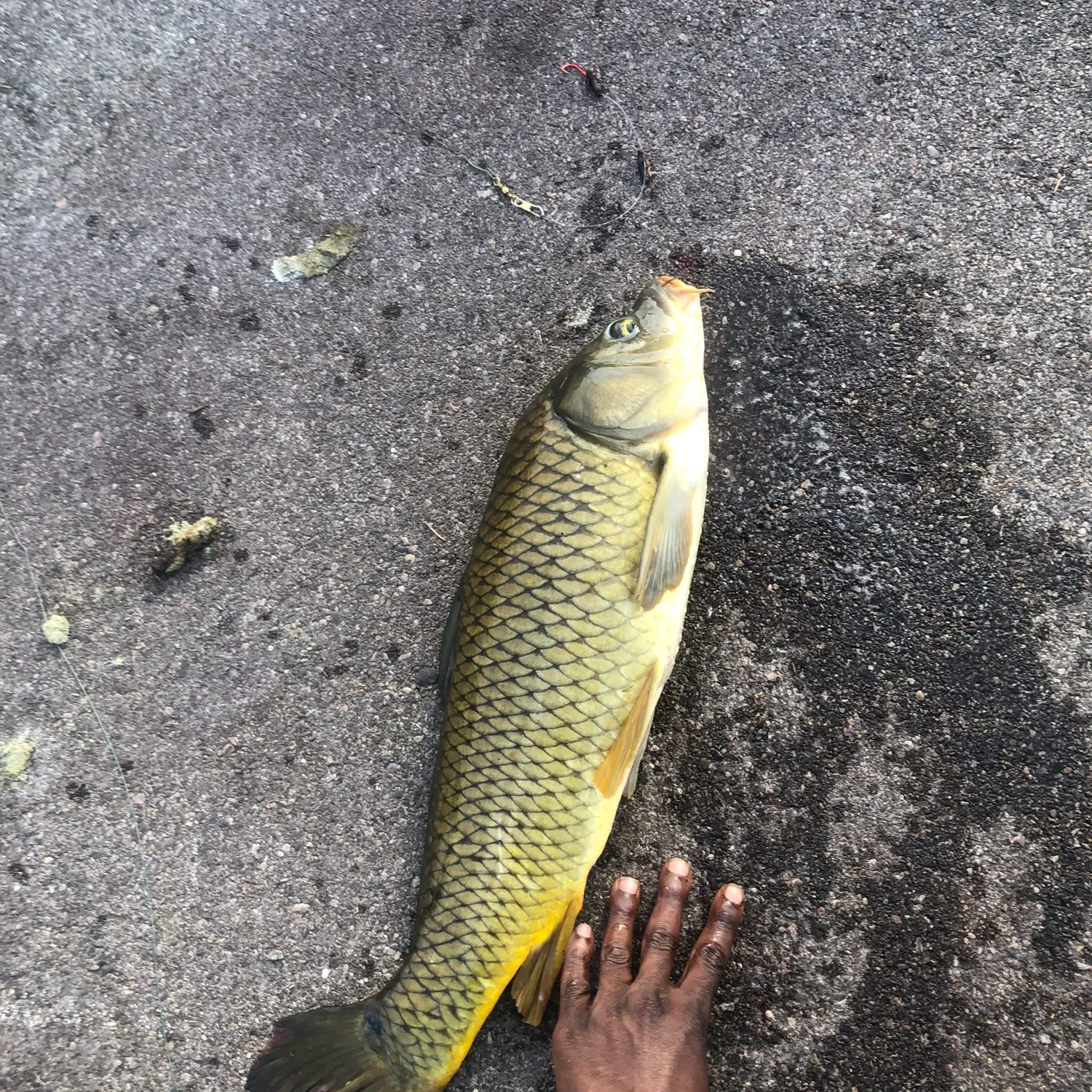 recently logged catches