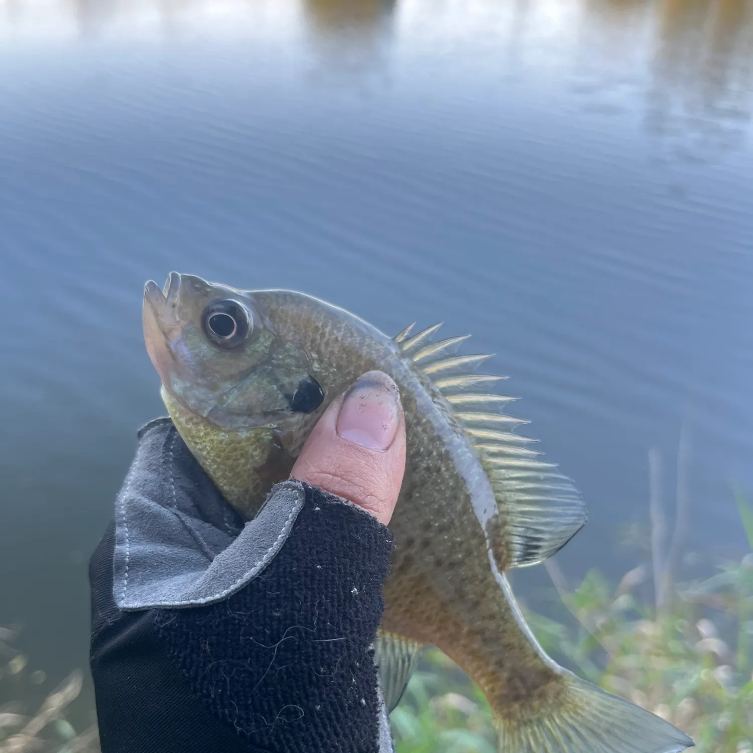 Bluegill caught on Fishbrain