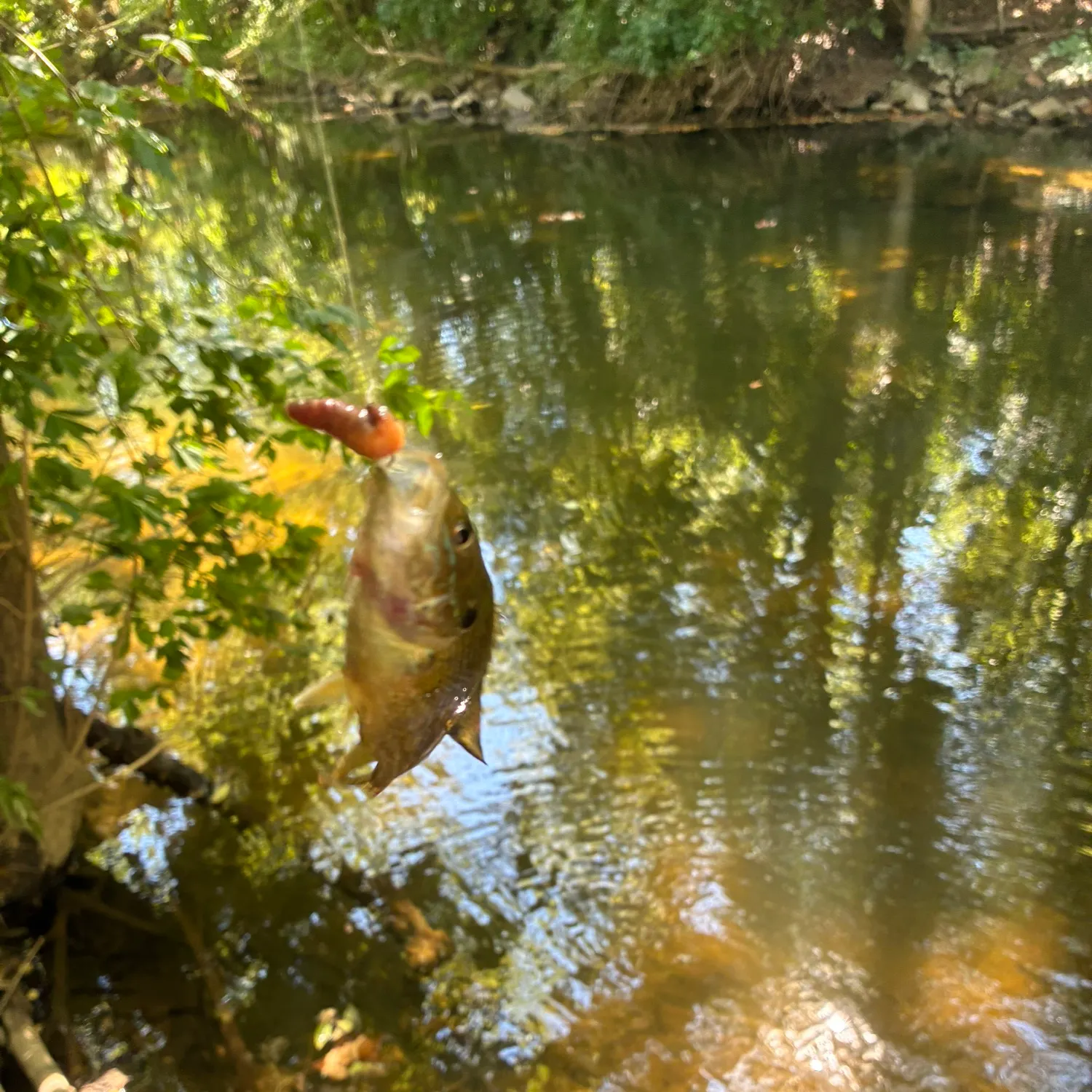 Green sunfish caught on Fishbrain