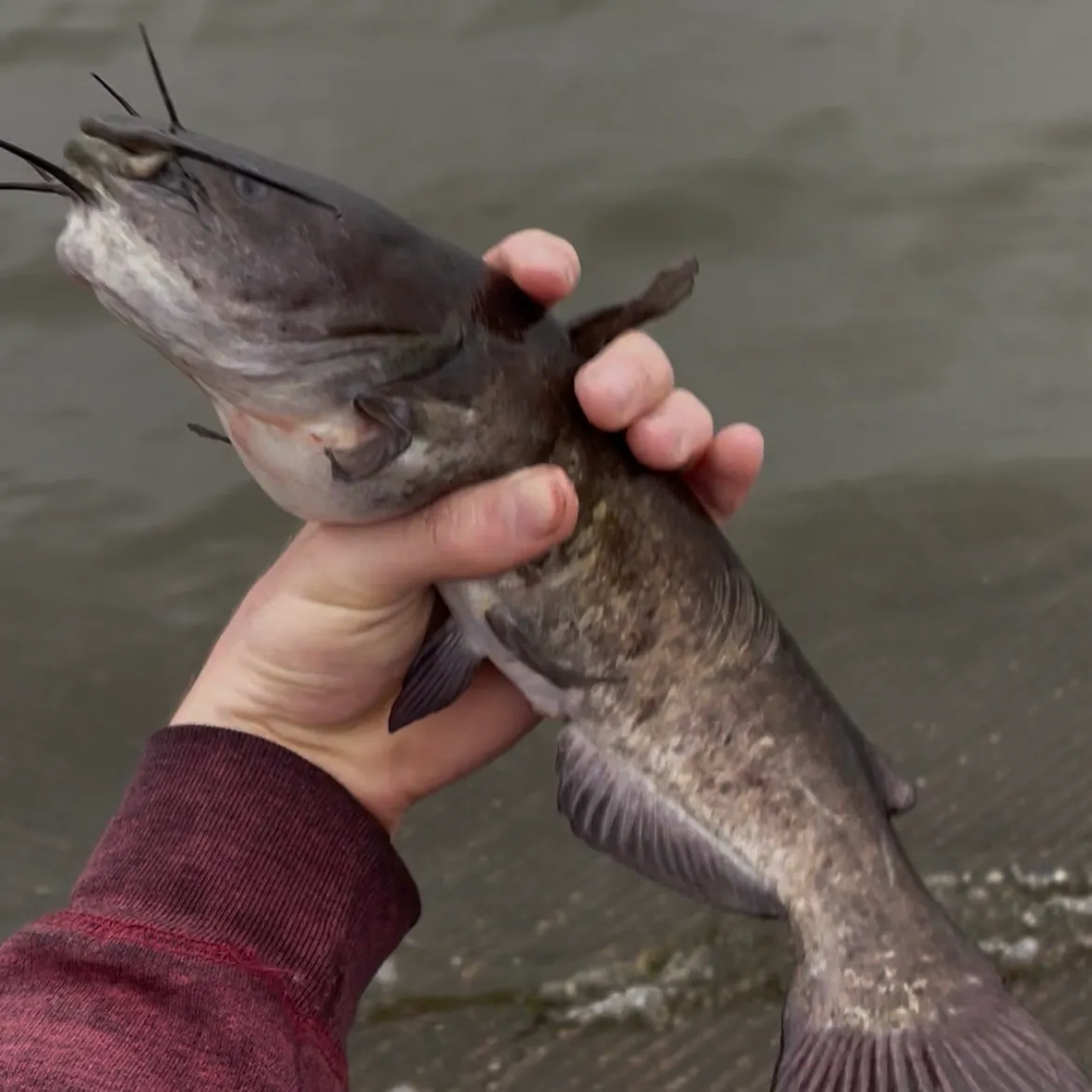 Black bullhead caught on Fishbrain