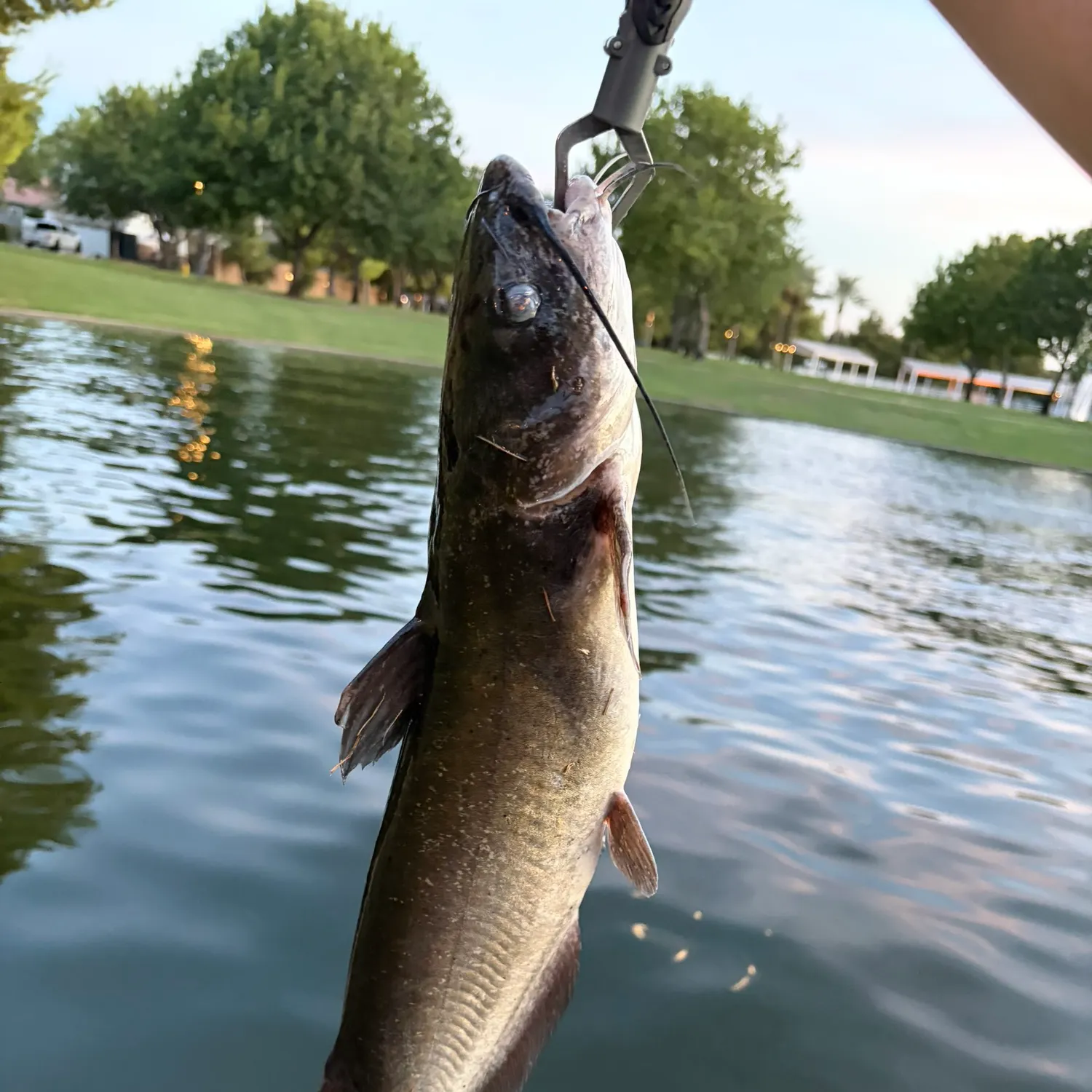 catch