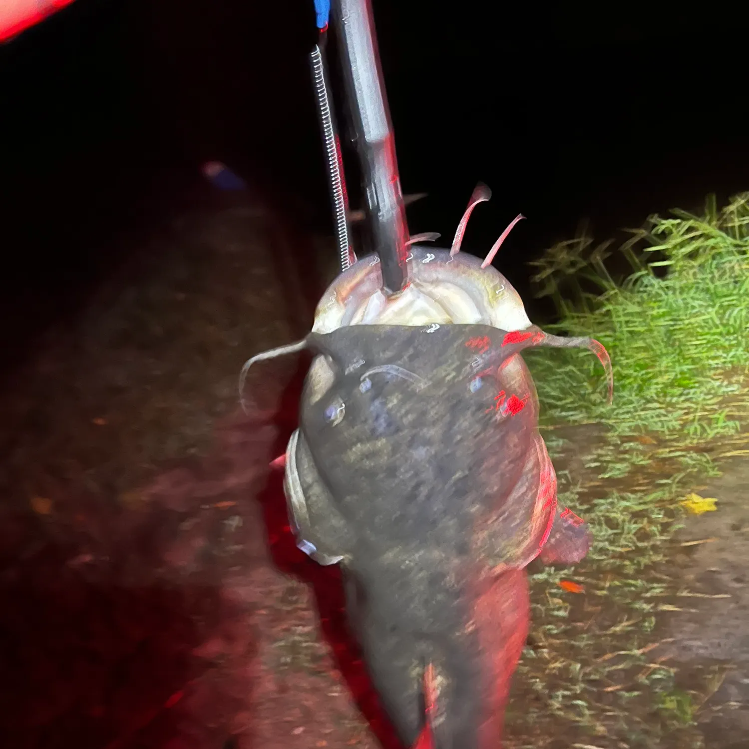 Flathead catfish caught on Fishbrain