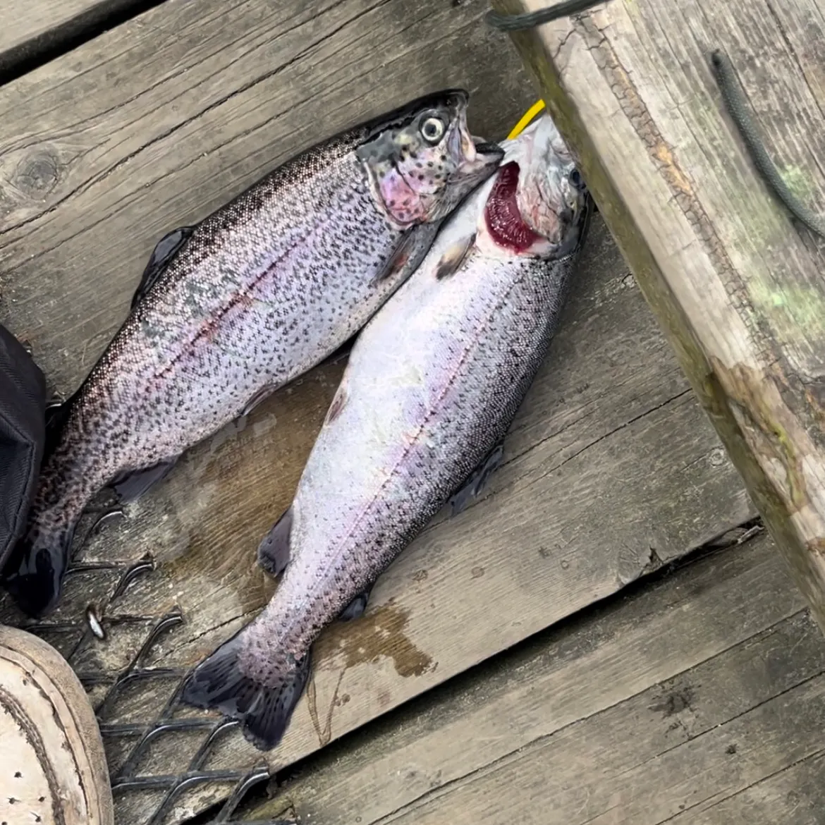 The most recent Rainbow trout catches on Fishbrain