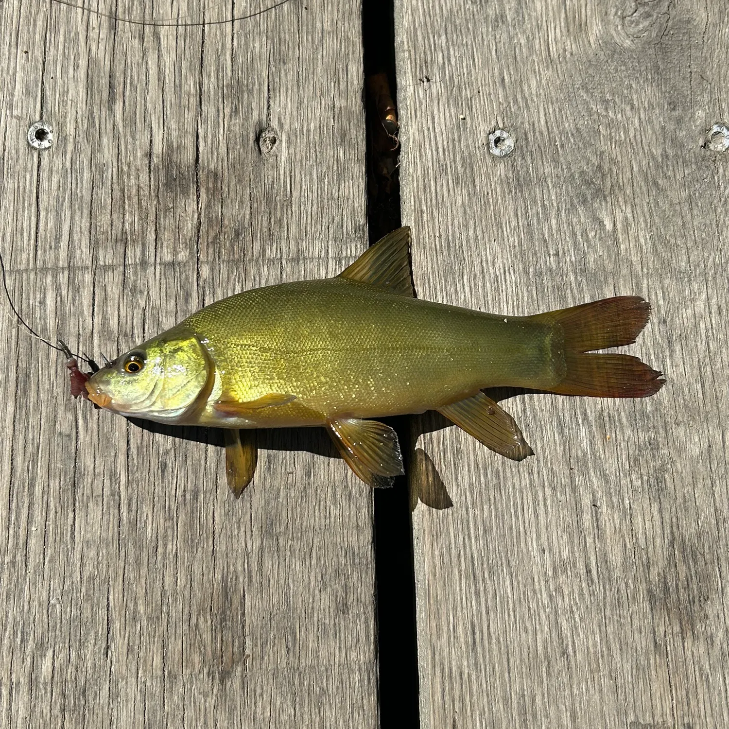 Tench caught on Fishbrain
