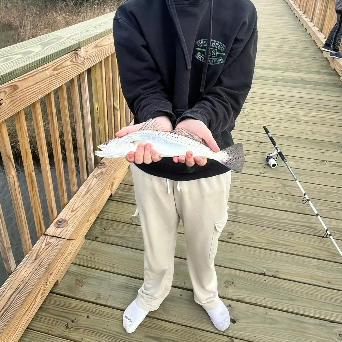 Spotted seatrout caught on Fishbrain