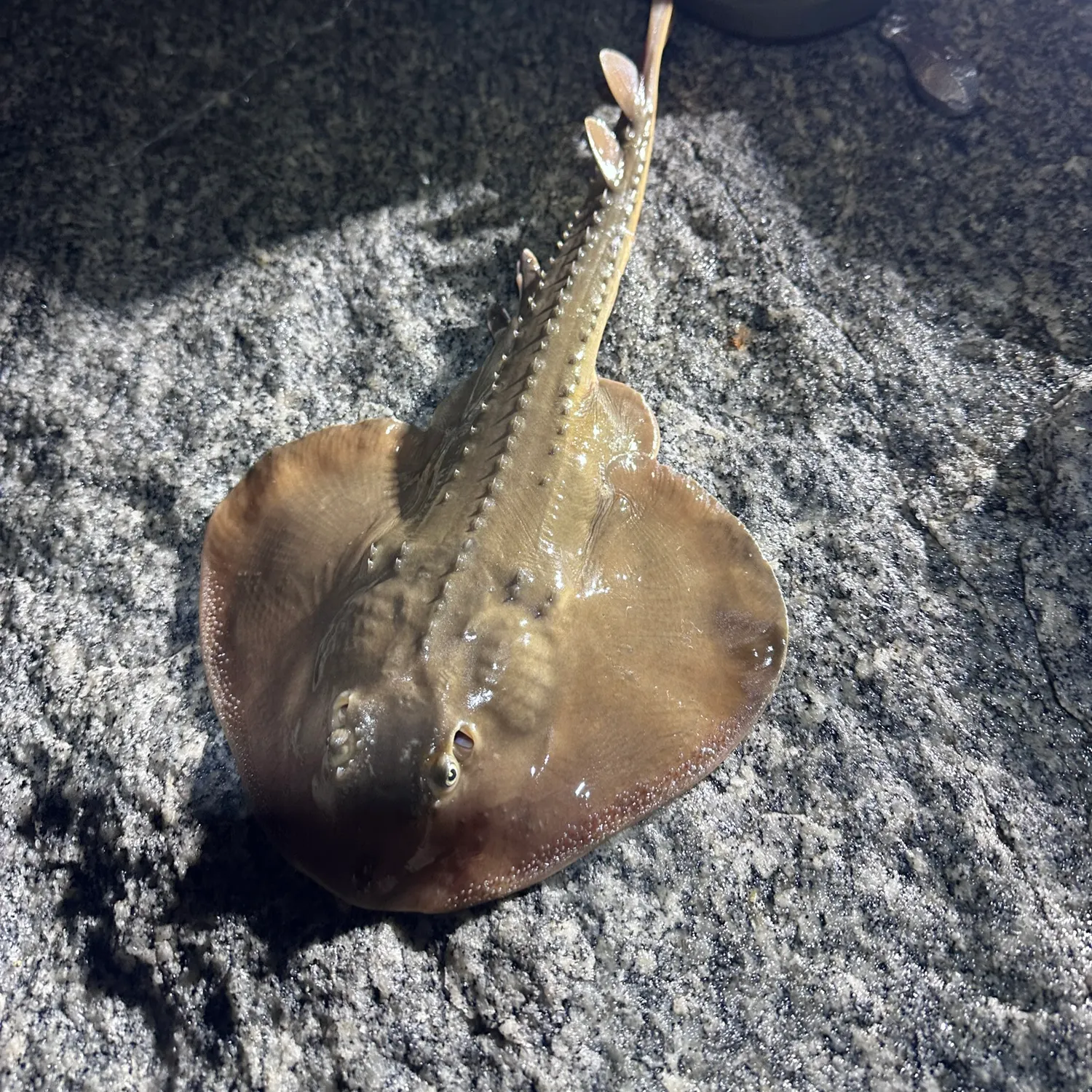 Thornback guitarfish caught on Fishbrain