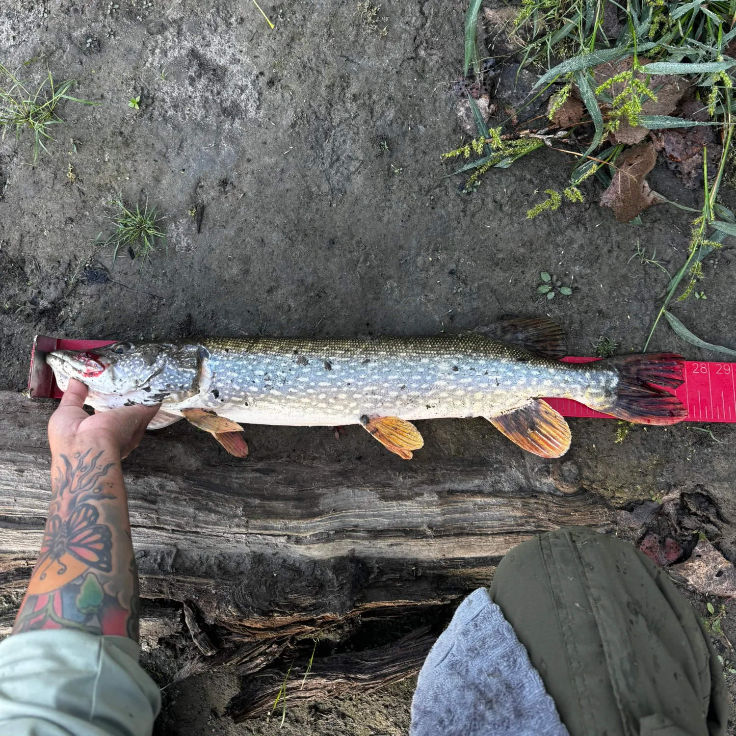 Northern pike caught on Fishbrain