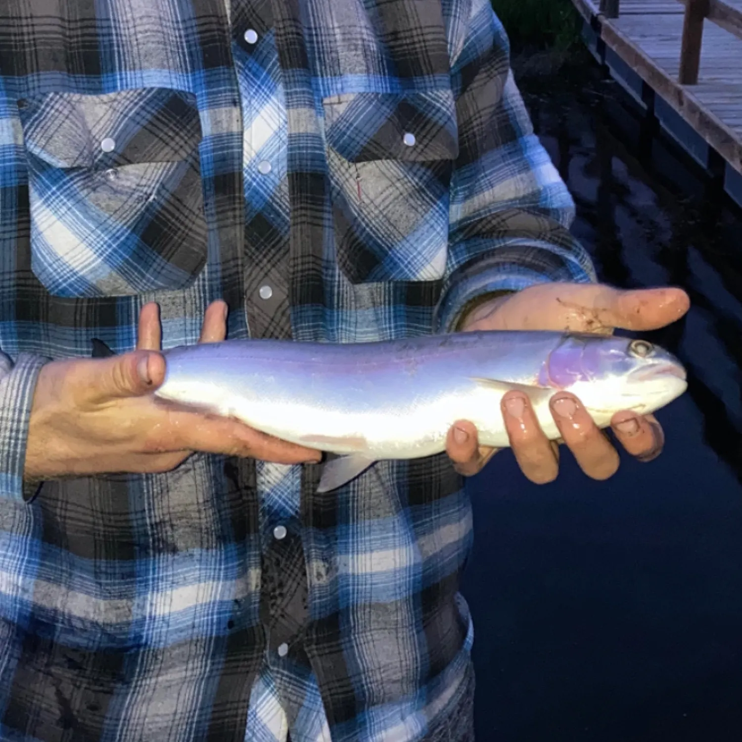 The most recent Kamloops trout catches on Fishbrain