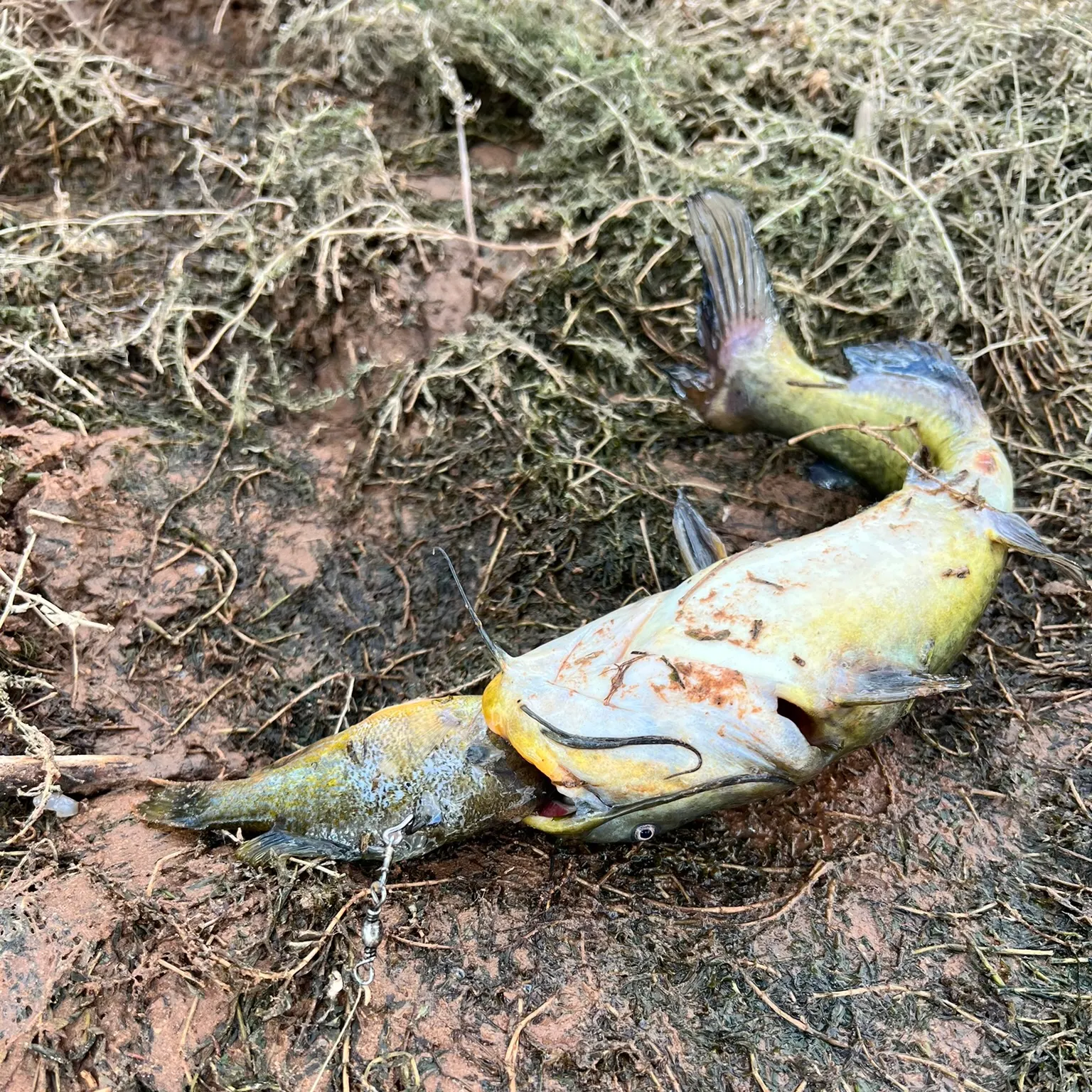 The most recent Black bullhead catches on Fishbrain