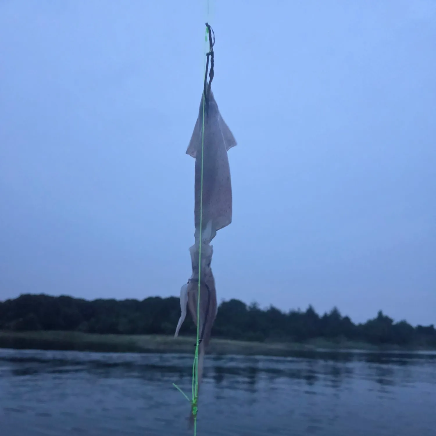 The most recent Longfin inshore squid catches on Fishbrain