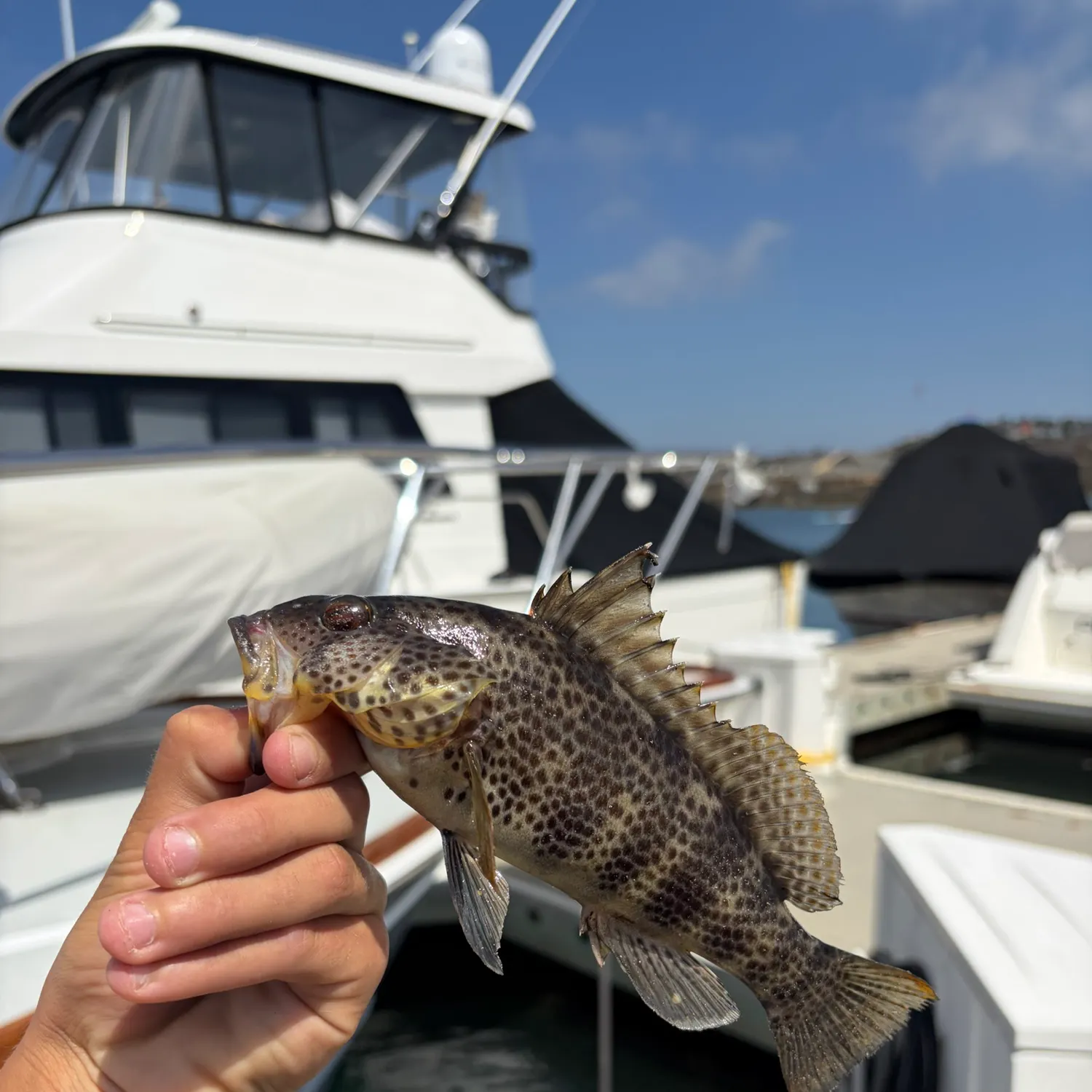 Spotted sand bass caught on Fishbrain