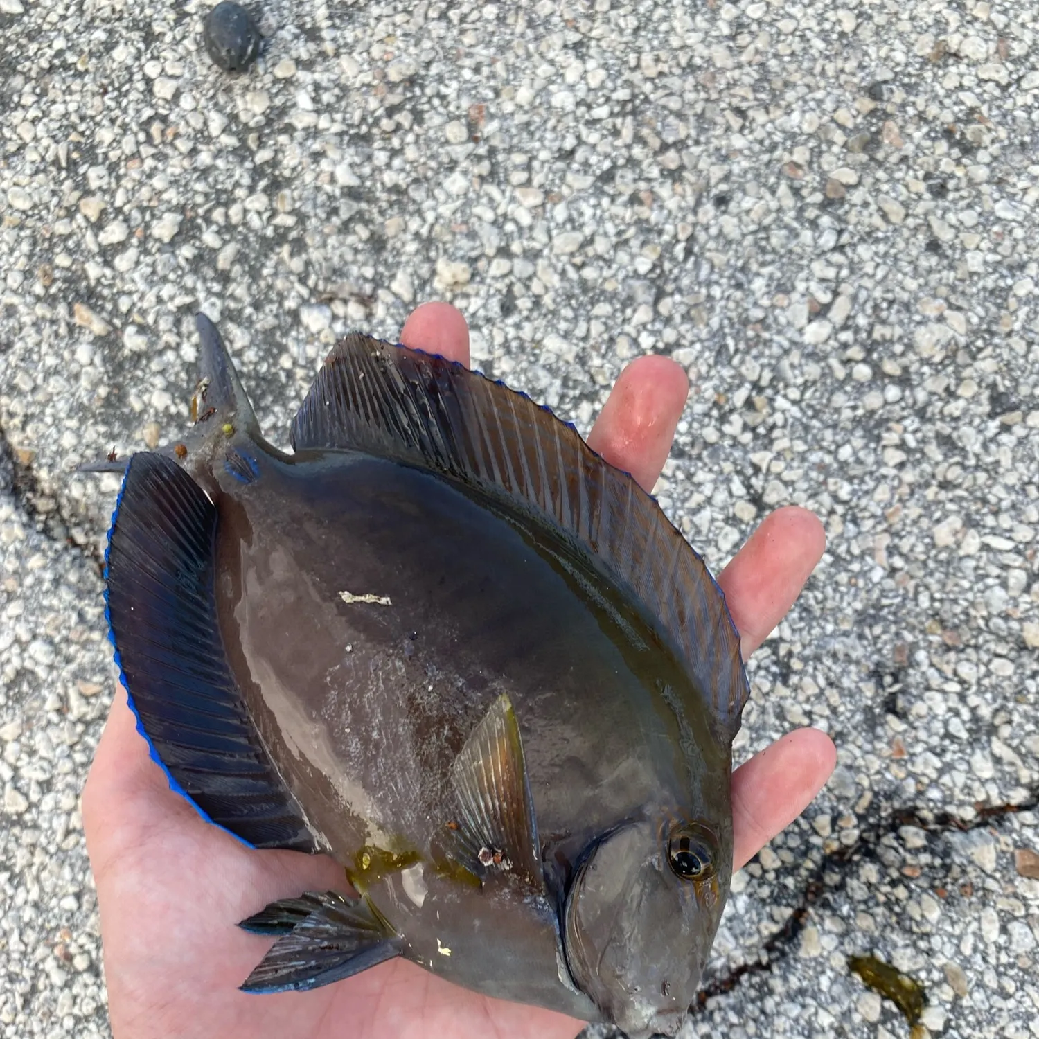 The most recent Doctorfish catches on Fishbrain