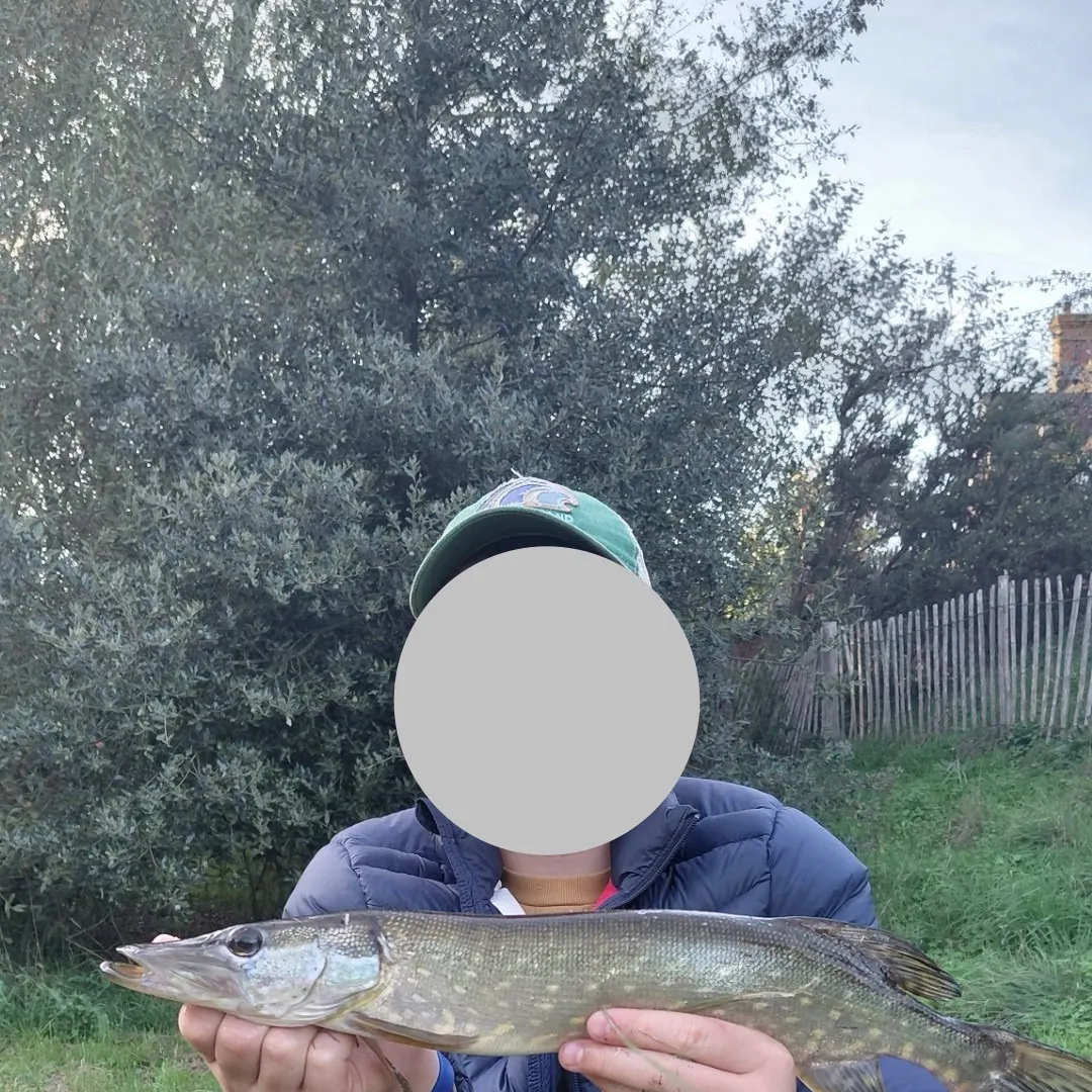 Northern pike caught on Fishbrain