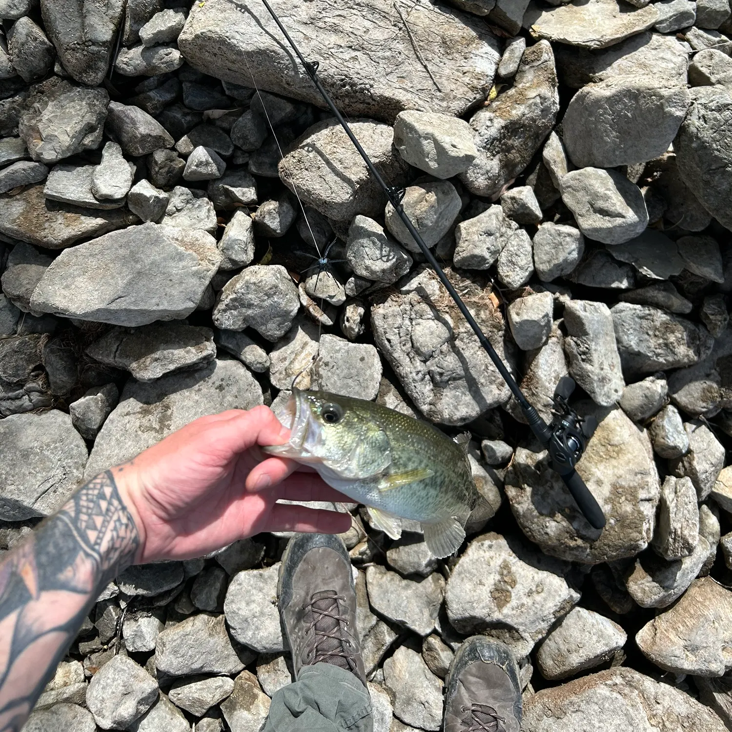 Largemouth bass caught on Fishbrain