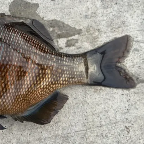 Black perch caught on Fishbrain