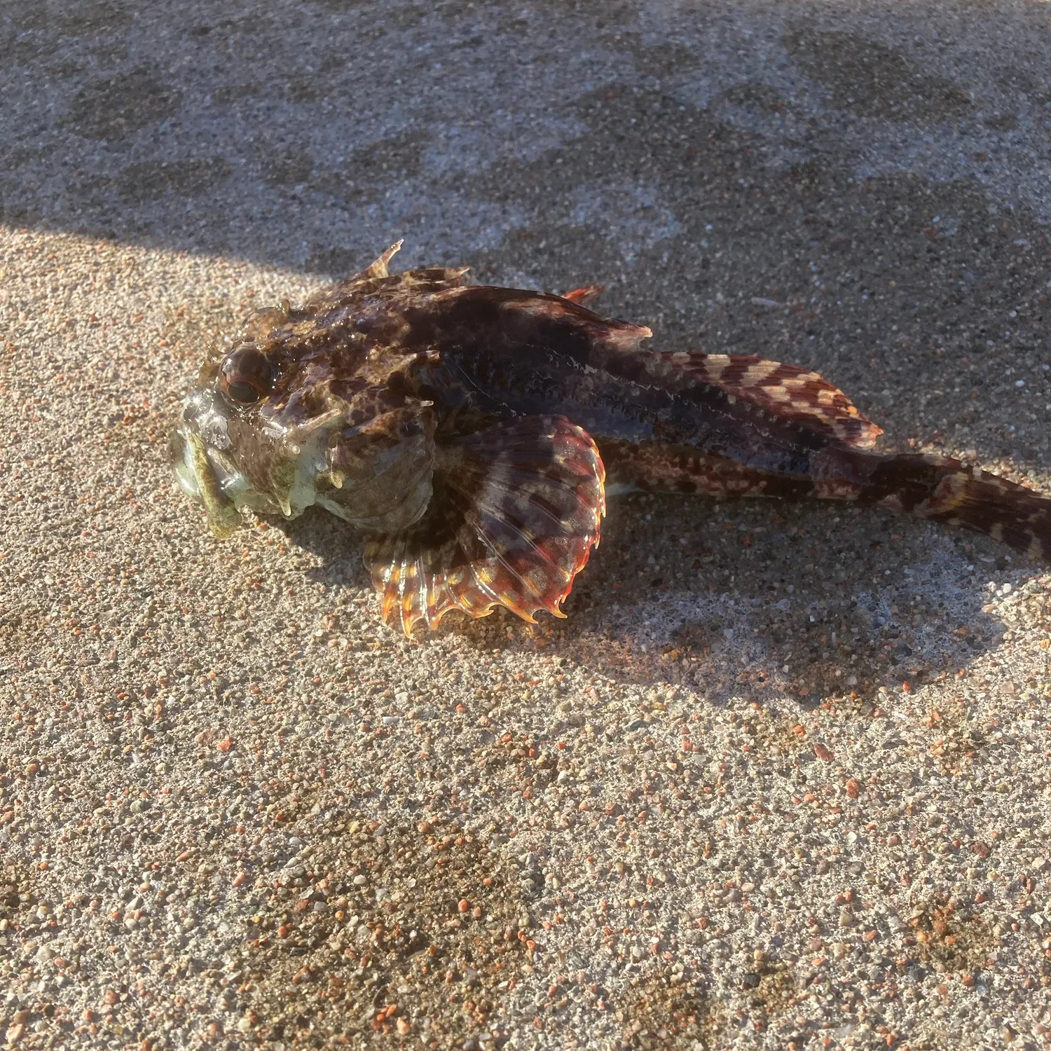 The most recent Shorthorn sculpin catches on Fishbrain