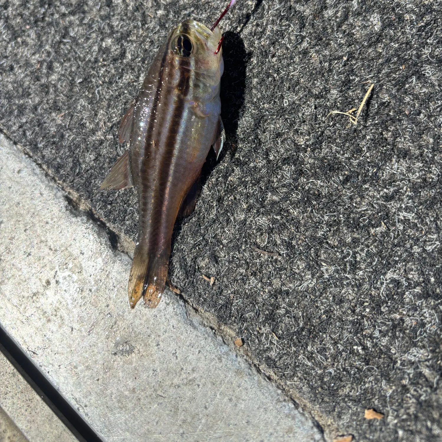 The most recent Sydney cardinalfish catches on Fishbrain