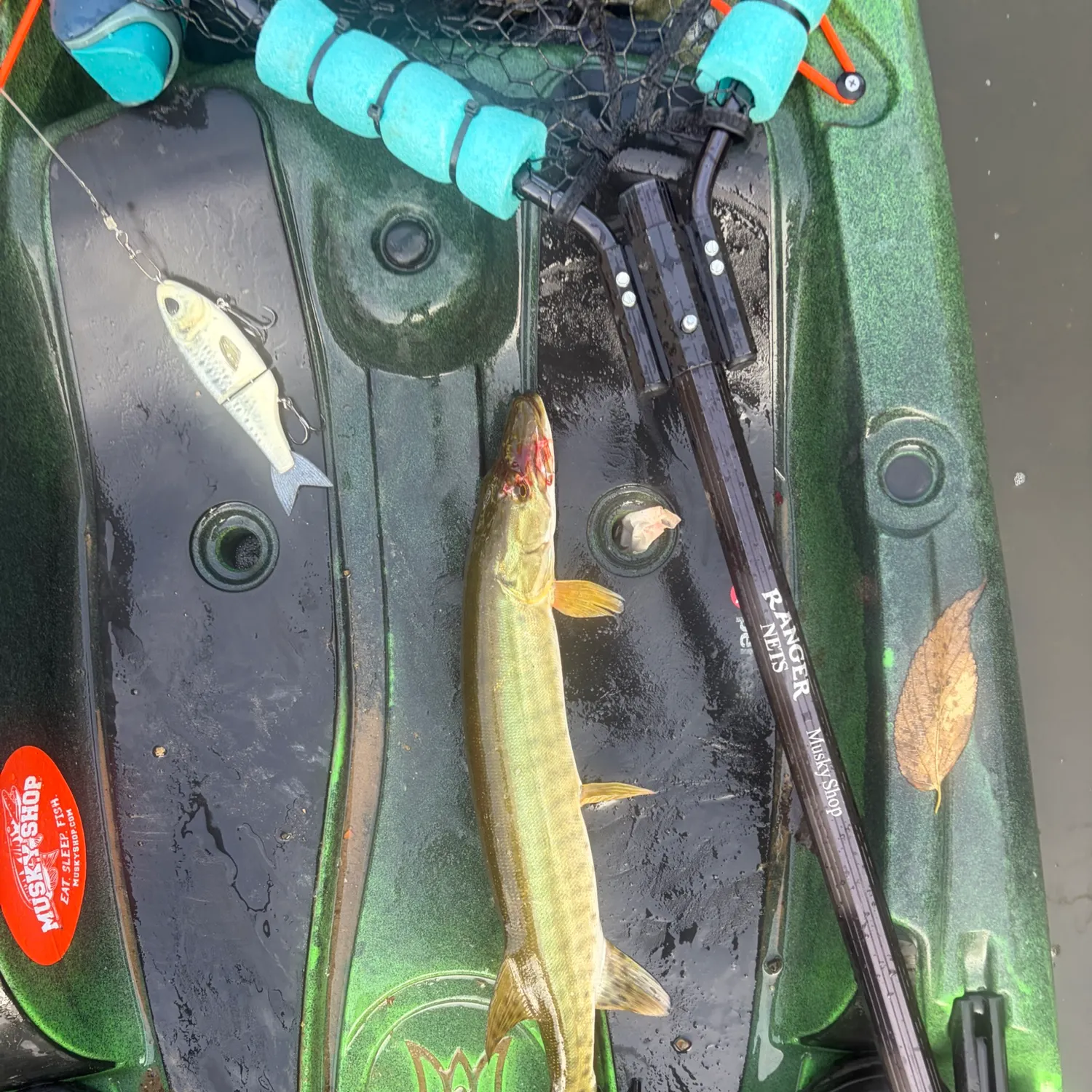 Muskie caught on Fishbrain