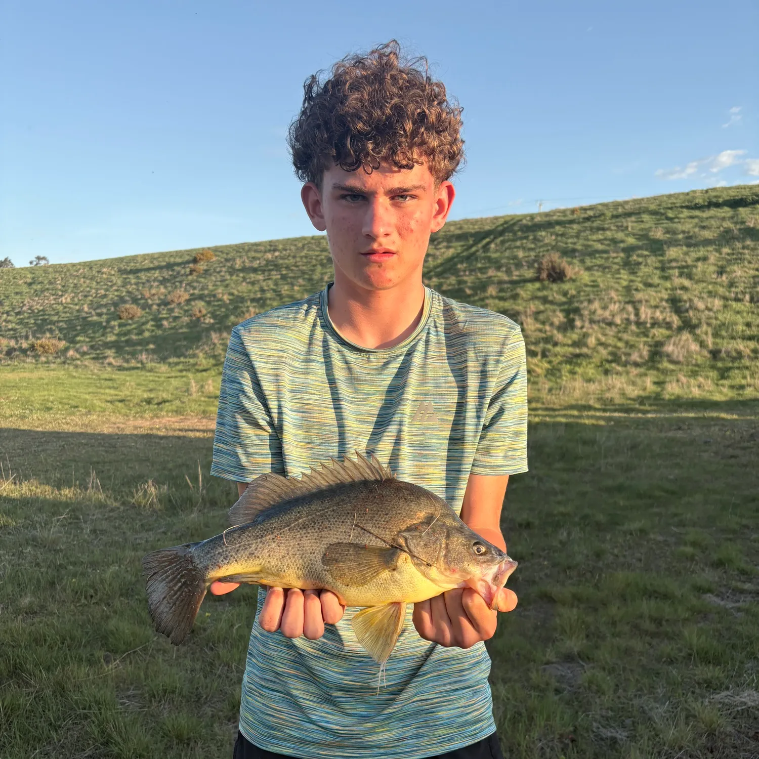 Golden perch caught on Fishbrain
