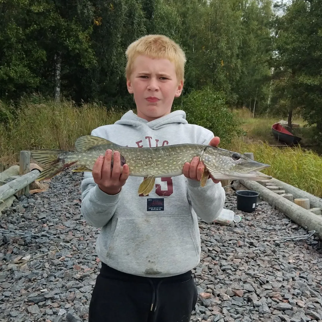 Northern pike caught on Fishbrain
