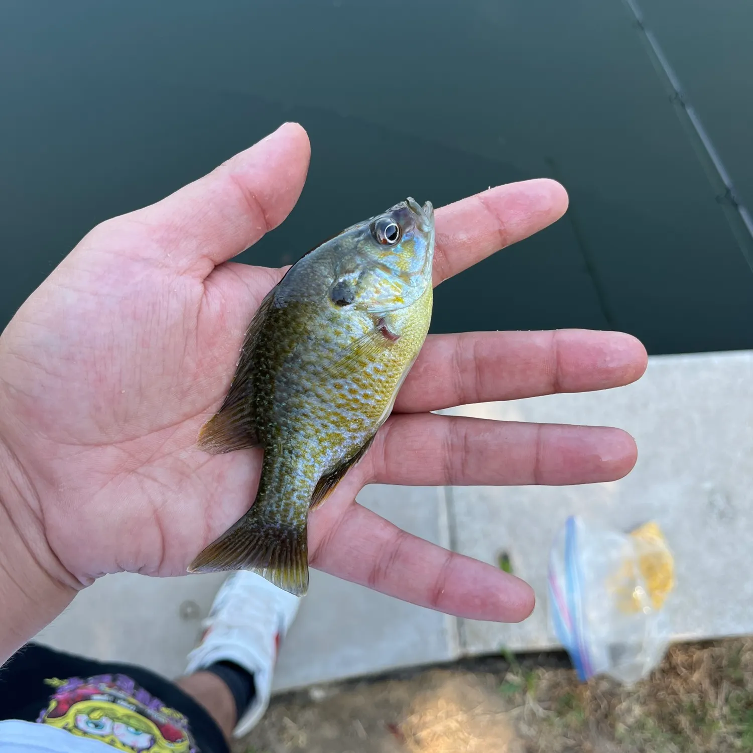 Bluegill caught on Fishbrain