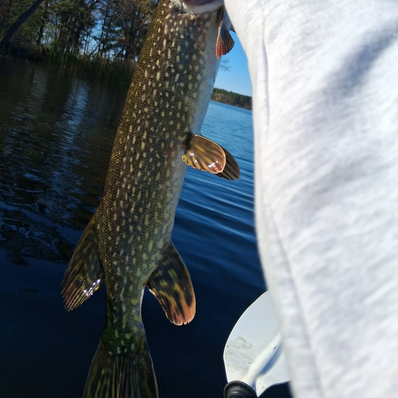 Northern pike caught on Fishbrain
