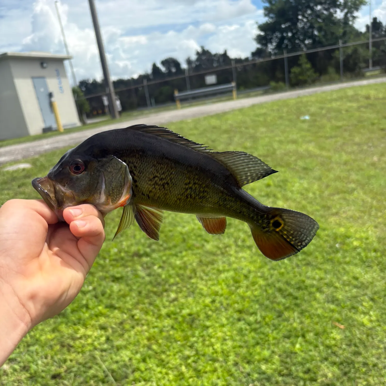 Butterfly peacock bass caught on Fishbrain