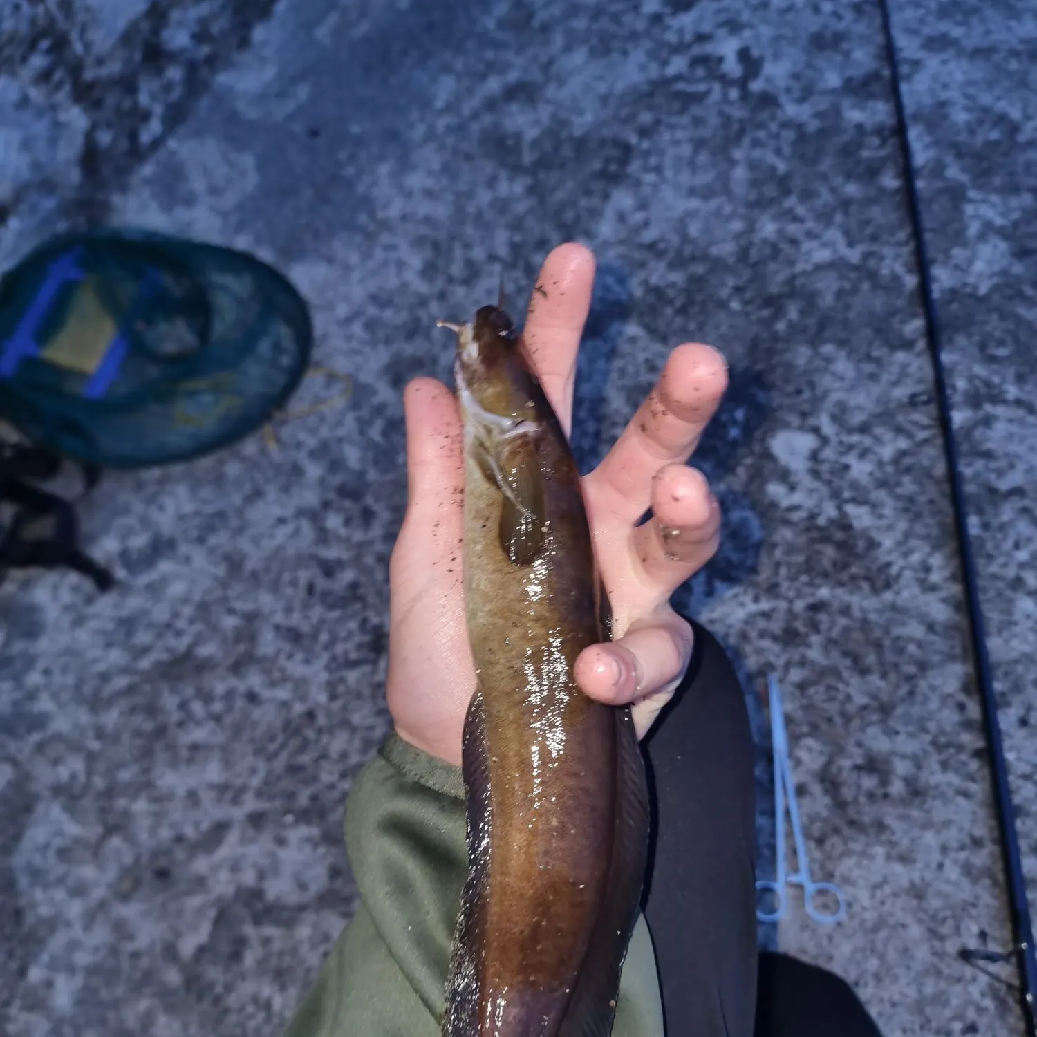 The most recent Shore rockling catches on Fishbrain