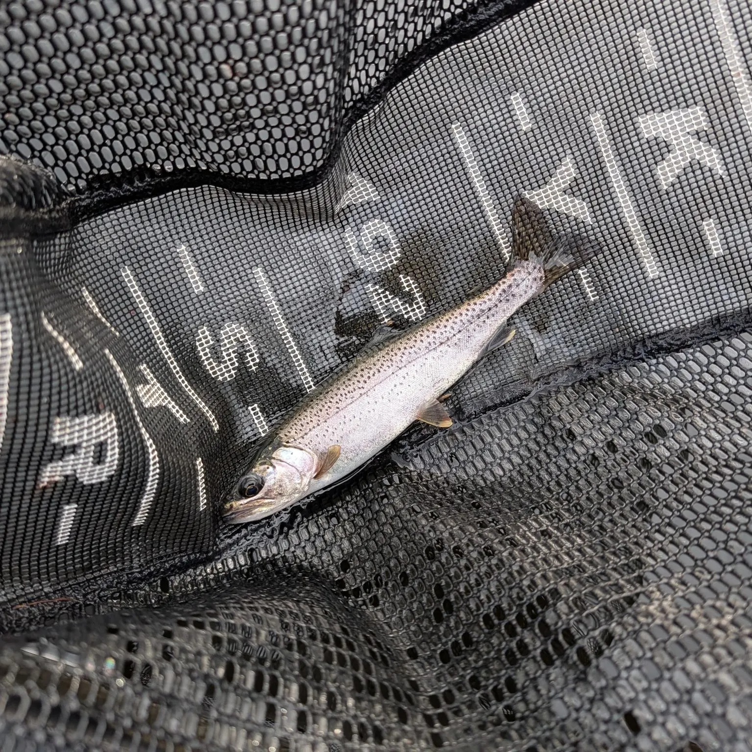 Rainbow trout caught on Fishbrain