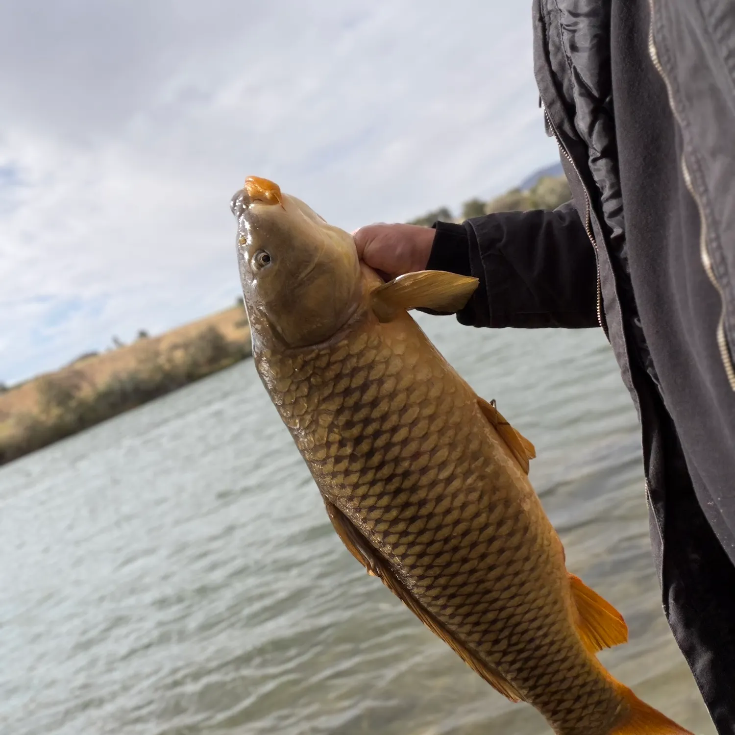 Common carp caught on Fishbrain