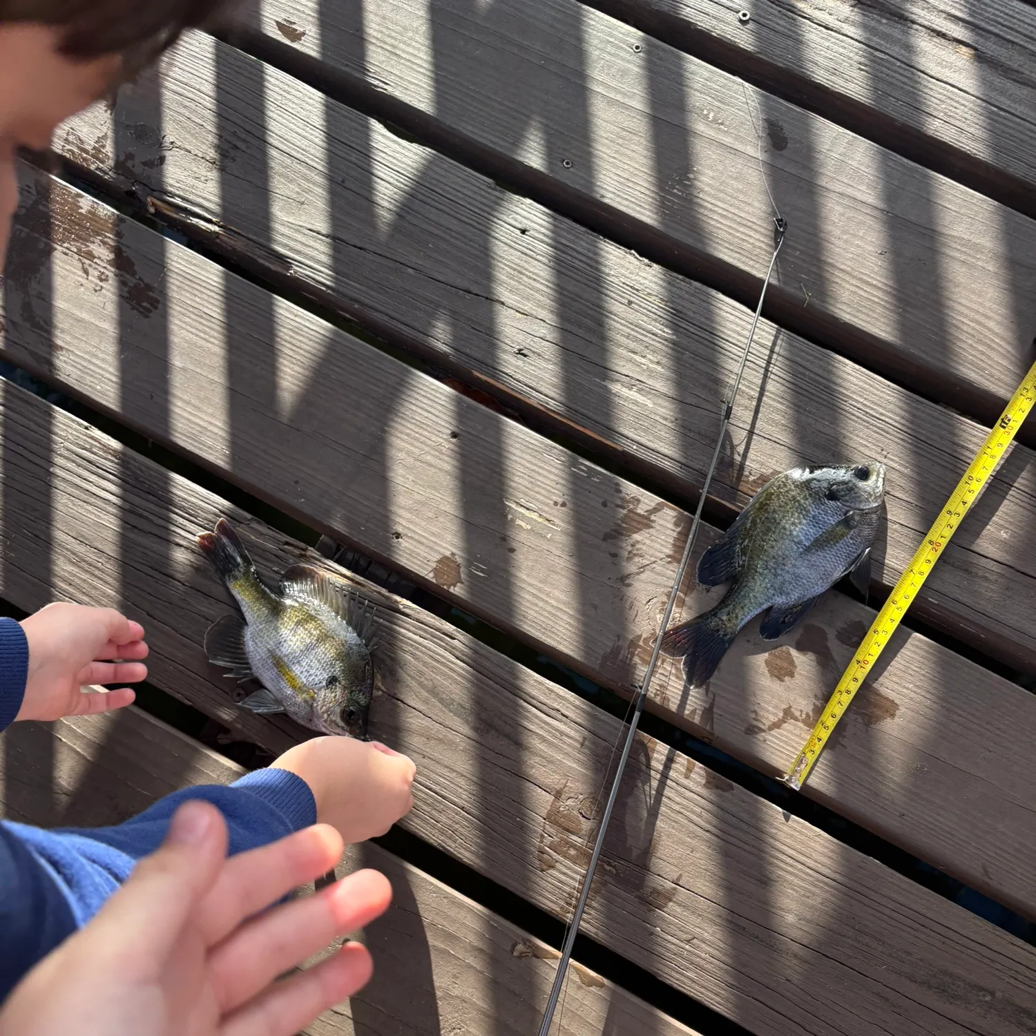 recently logged catches