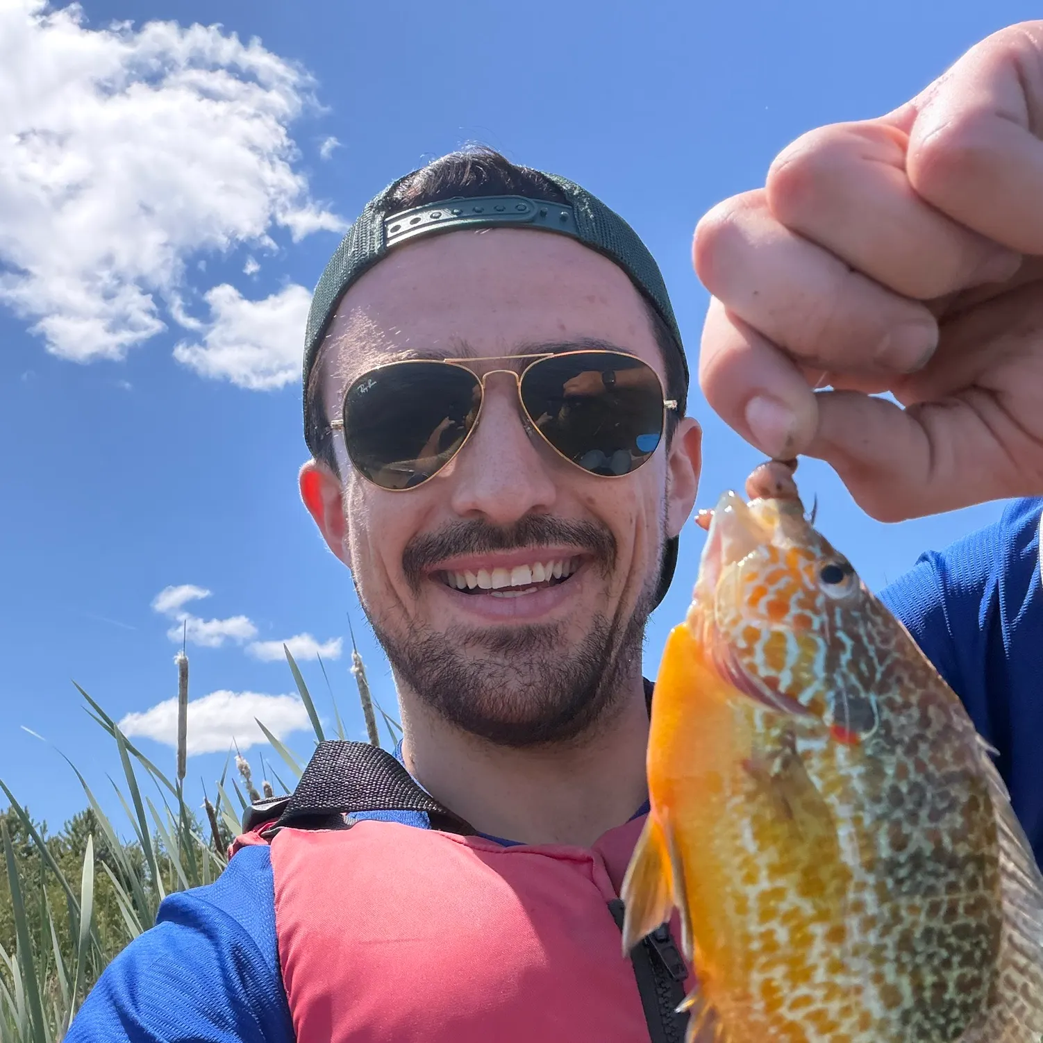 The most recent Northern sunfish catches on Fishbrain