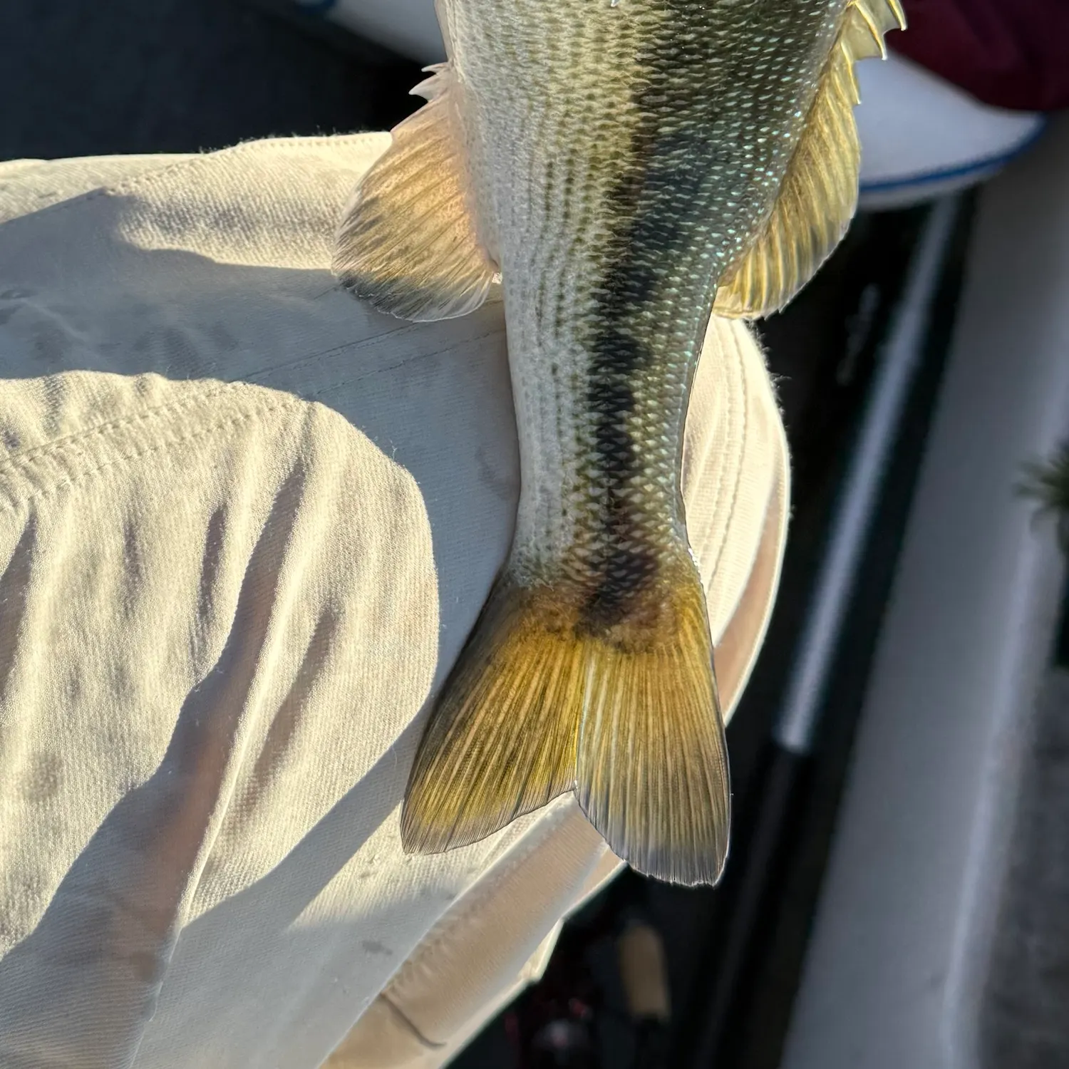 Spotted bass caught on Fishbrain