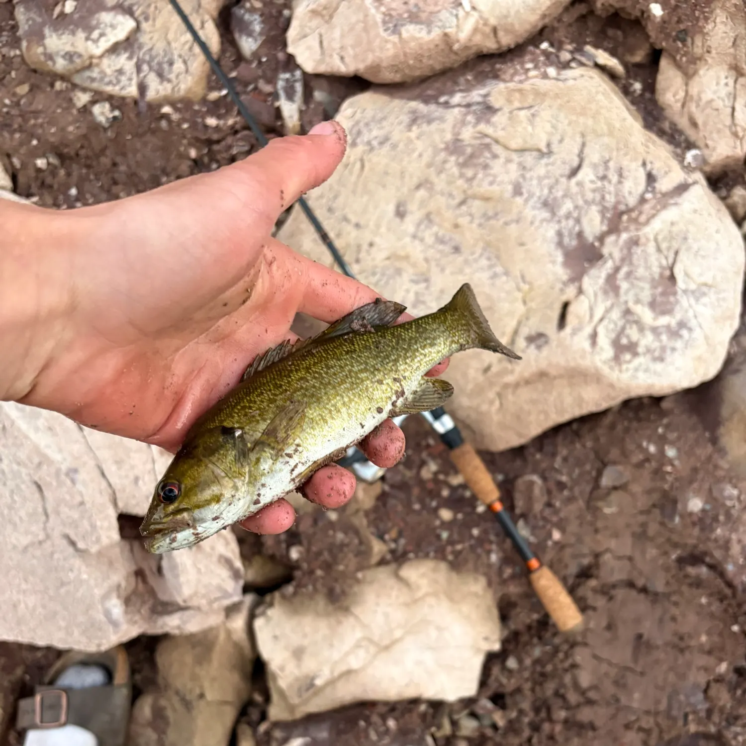 Smallmouth bass caught on Fishbrain