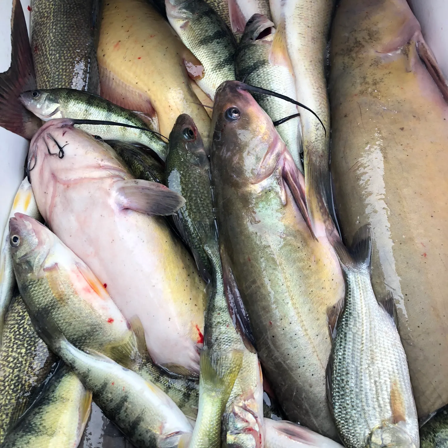 recently logged catches