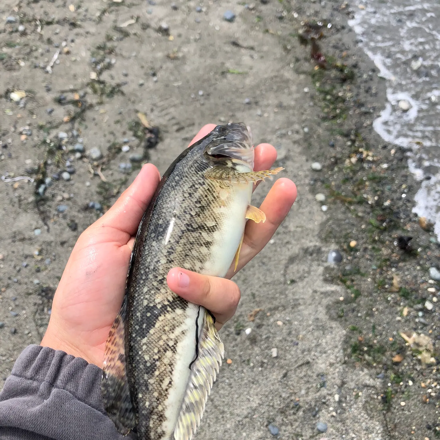 The most recent Whitespotted greenling catches on Fishbrain