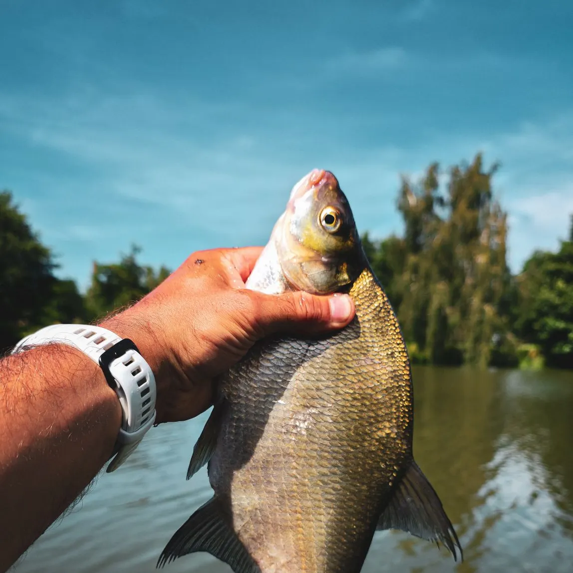 Common bream caught on Fishbrain