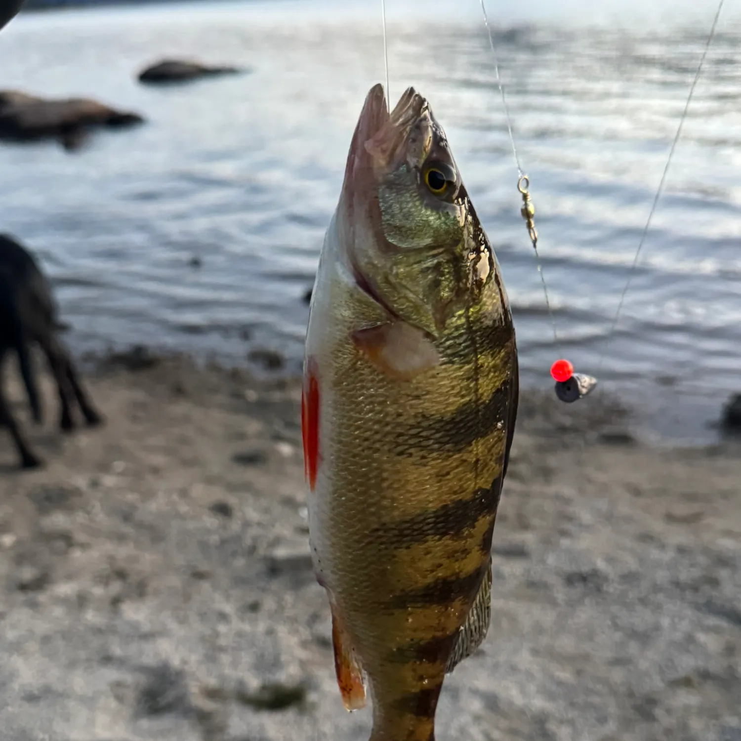 Yellow perch caught on Fishbrain
