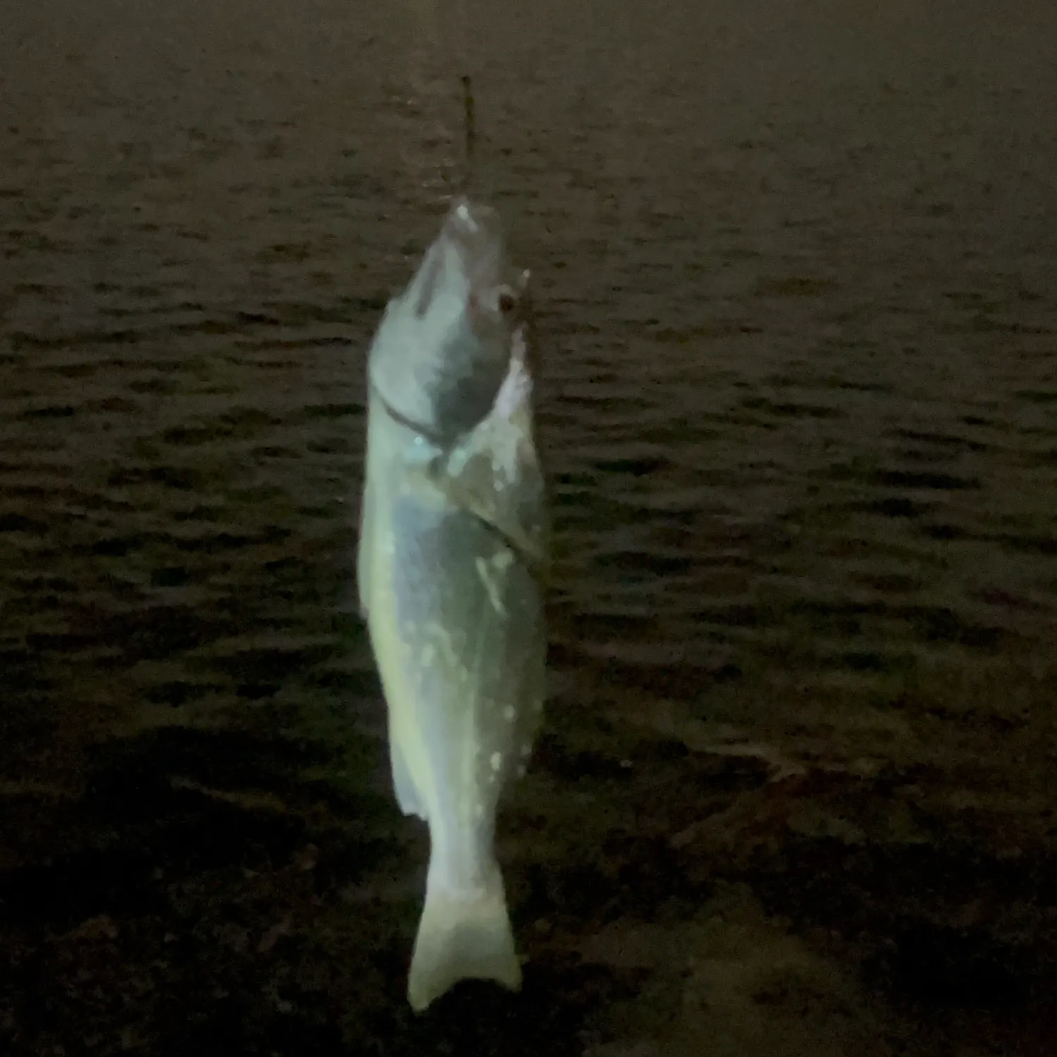 The most recent White croaker catches on Fishbrain