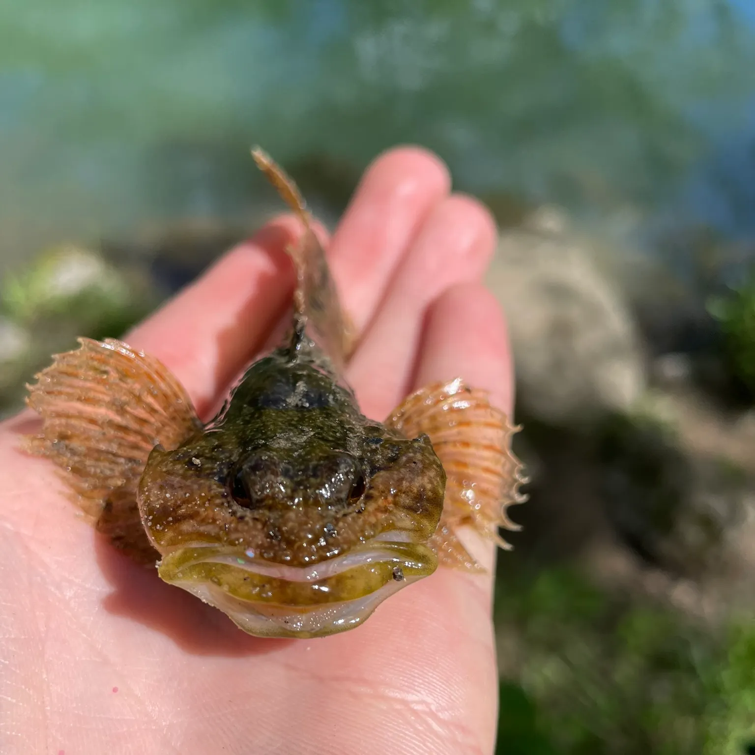 The most recent Banded sculpin catches on Fishbrain