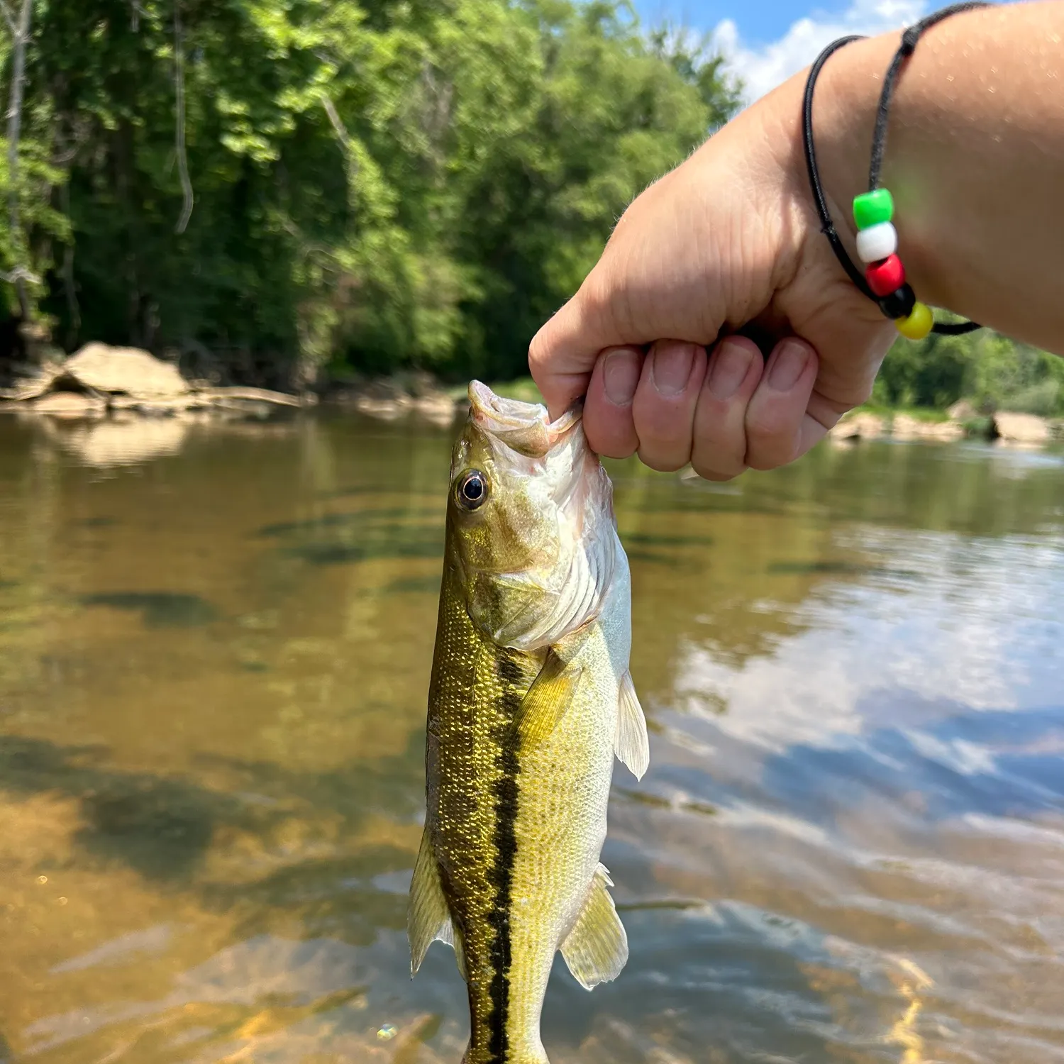The most recent Alabama bass catches on Fishbrain